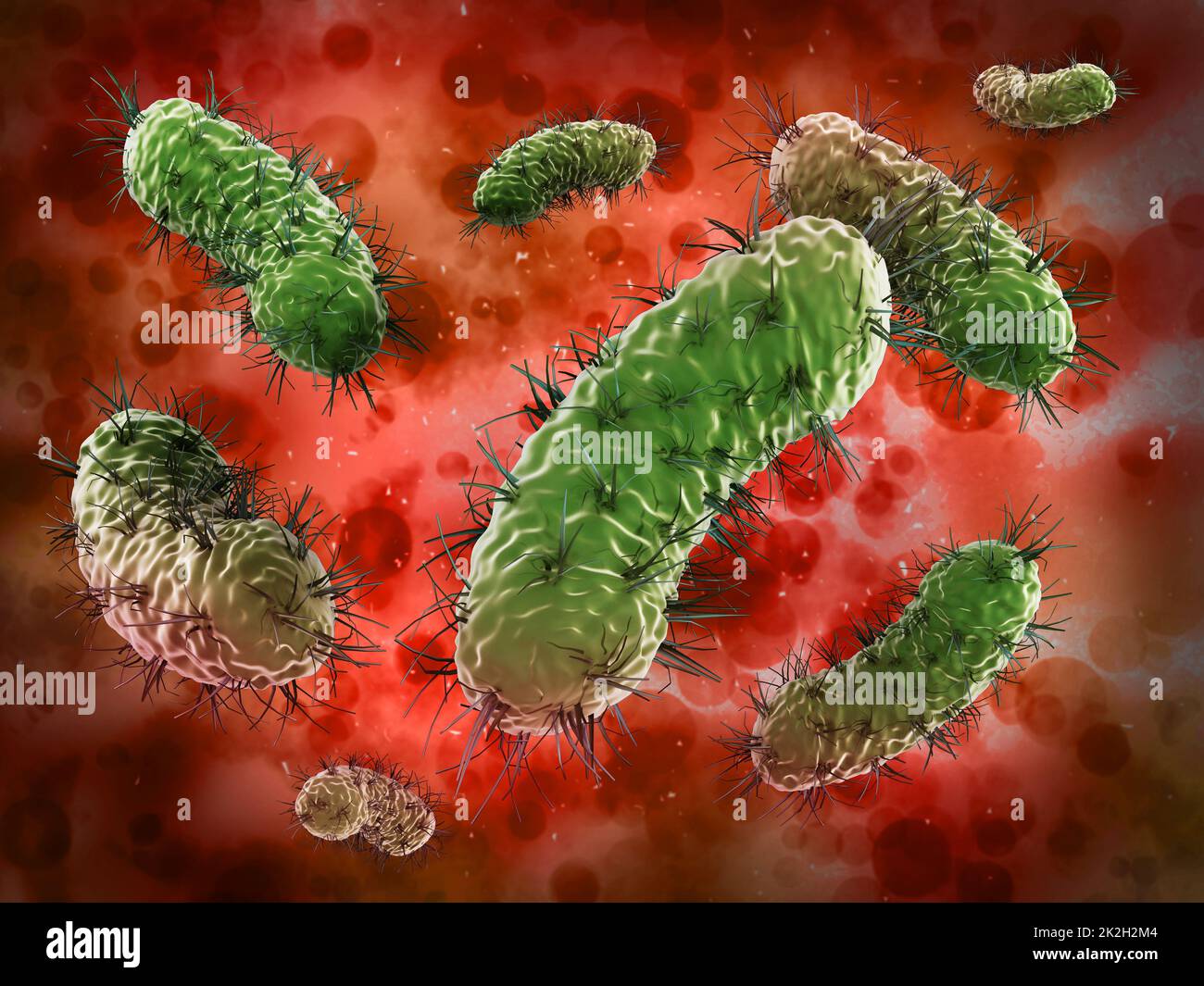 Bacteria under microscope Stock Photo Alamy