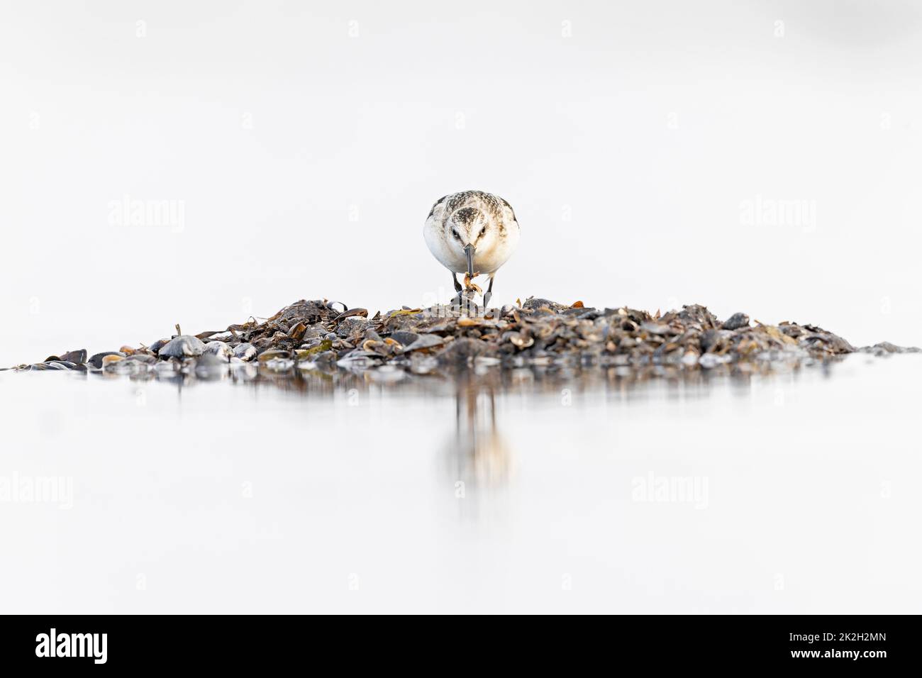 A sanderling (Calidris alba) foraging during fall migration on the beach. Stock Photo
