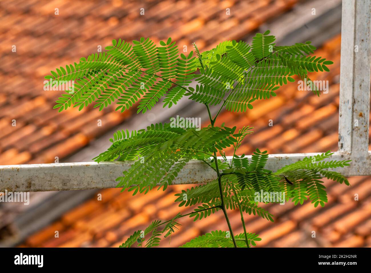 The leaves of the Leucaena leucocephala plant are small green in size attached to the stem, the background is a blurred brown earthen roof tile Stock Photo