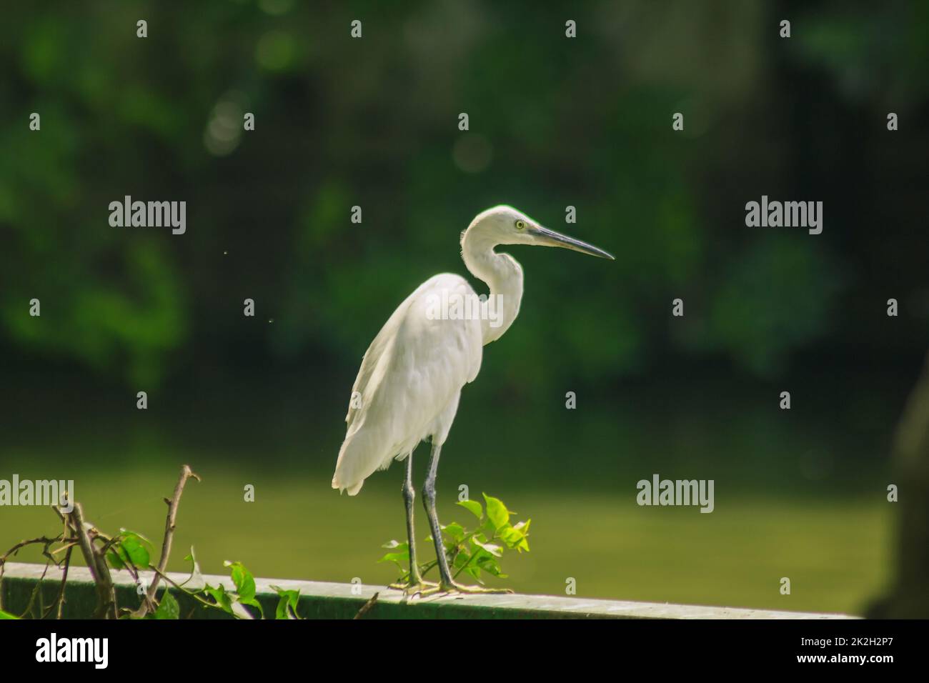 Egretta garzetta on the fence is a medium-sized white bird. Stock Photo