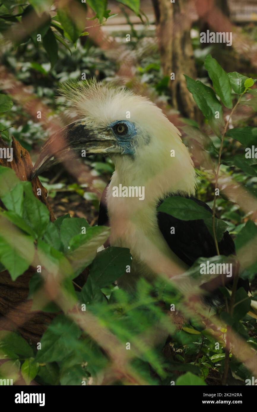 White-crowned Hornbill is in the cage. The fur is fluffy white head. In an endangered state Stock Photo