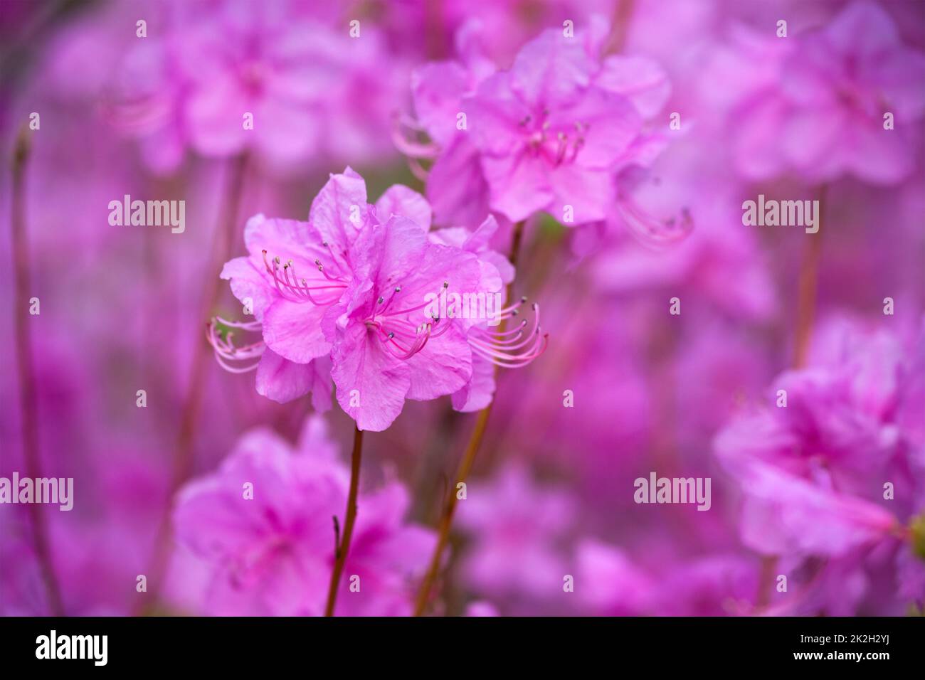 Rhododendron Mucronulatum Korean Rhododendron flower Stock Photo