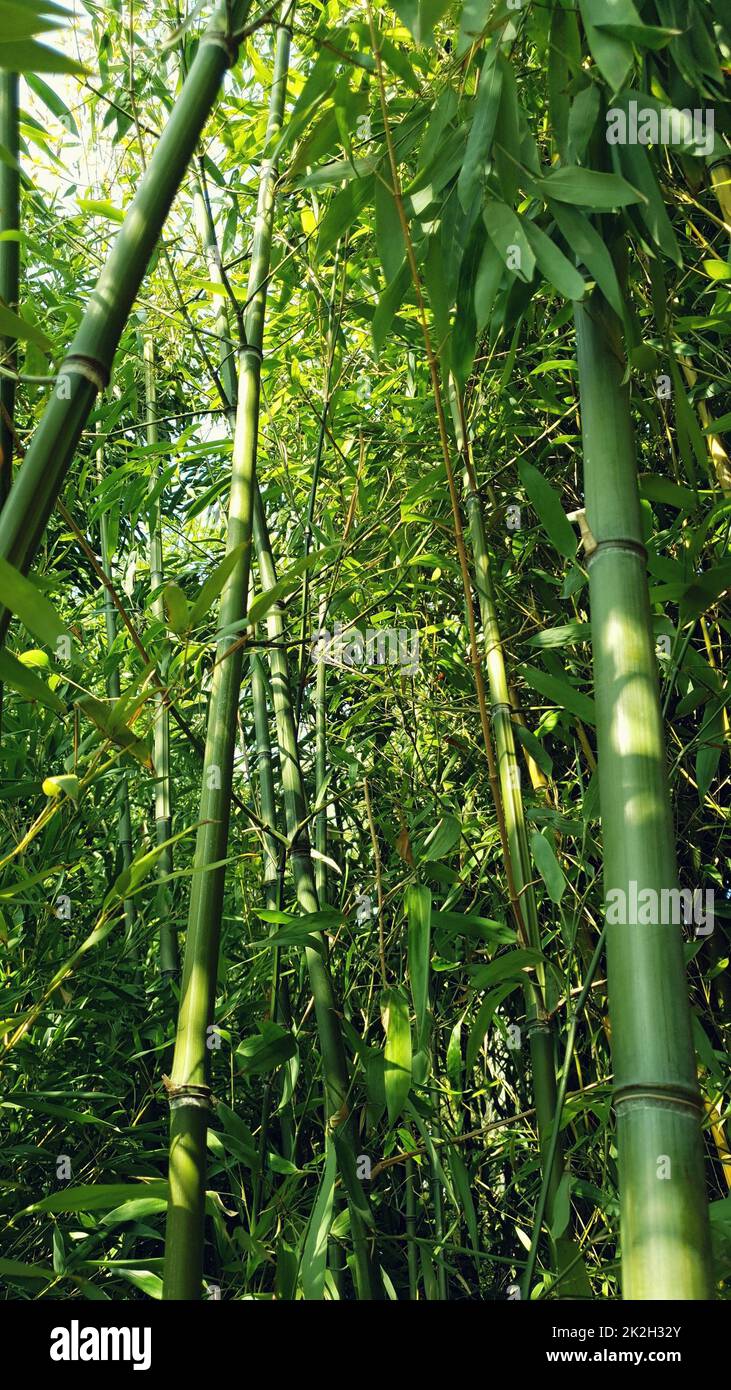 Sunlight bamboo forest hires stock photography and images Alamy