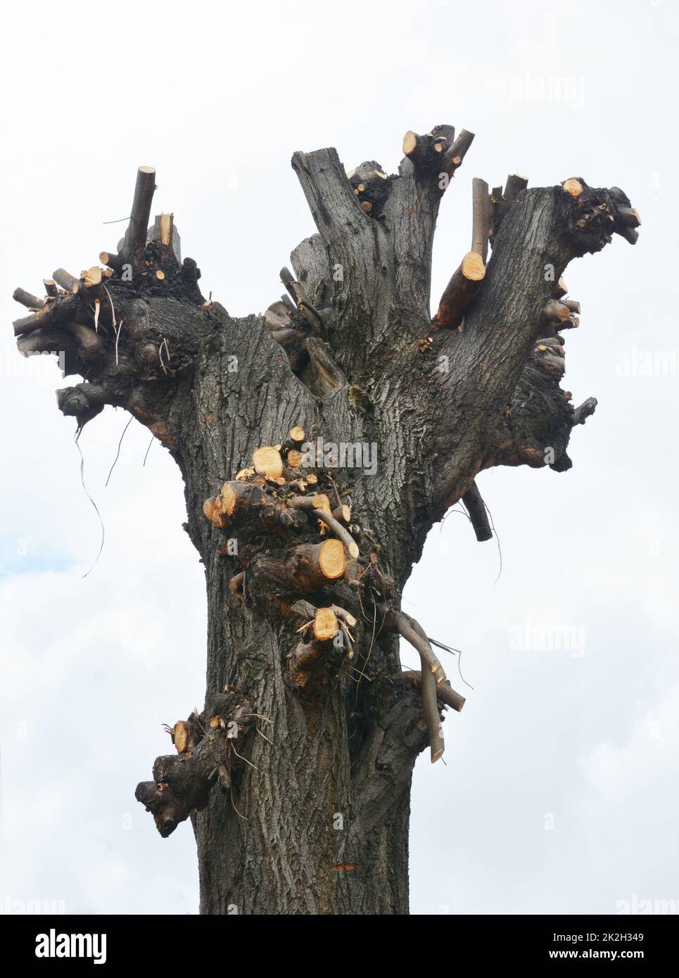 Common Pruning Mistake. Cutting tree branches. Bad tree branches pruning in spring. Stock Photo