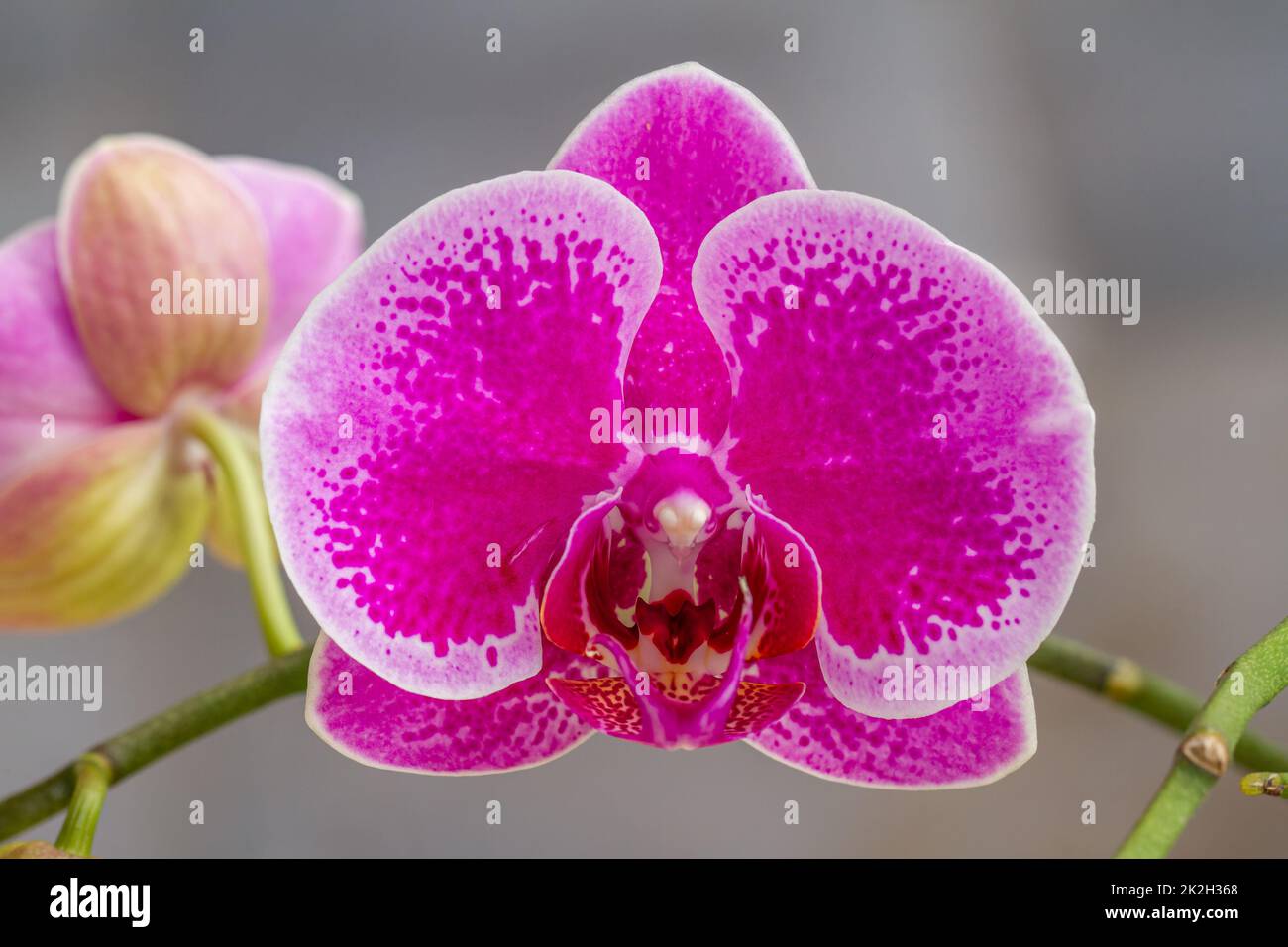 A flower of the Moth orchid or Moon Orchid type, which is purple in color with dark spots and a ...