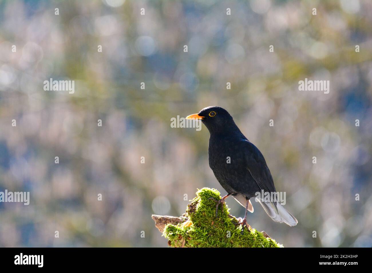 One  blackbird sits on an old branch Stock Photo