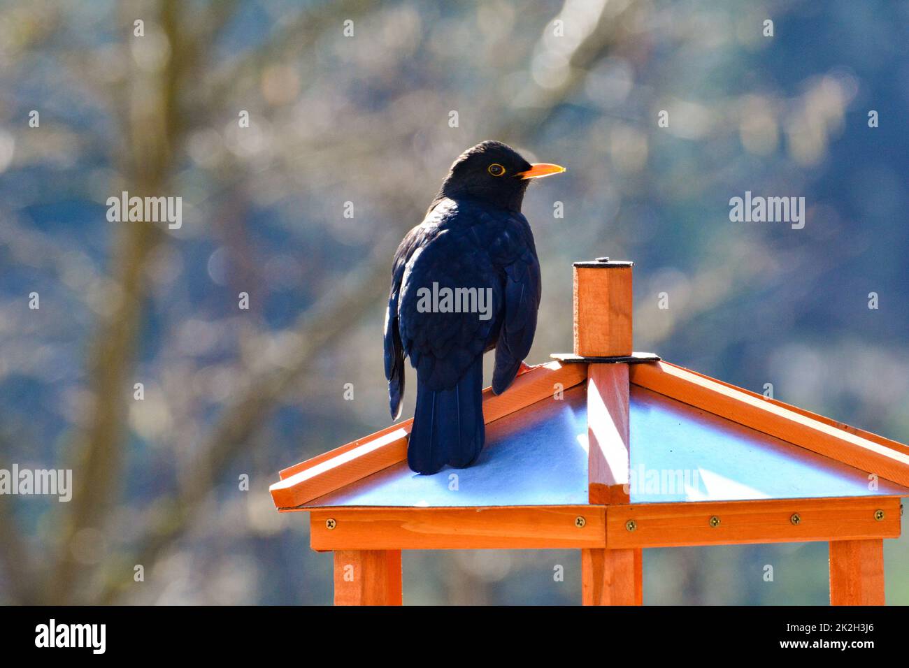 A blackbird sits on a birdhouse Stock Photo