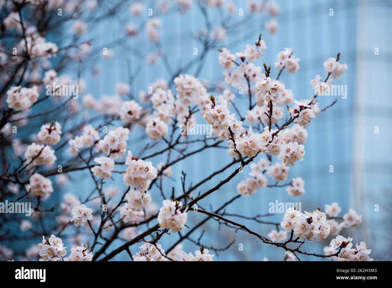 Close up sakura hi-res stock photography and images - Alamy
