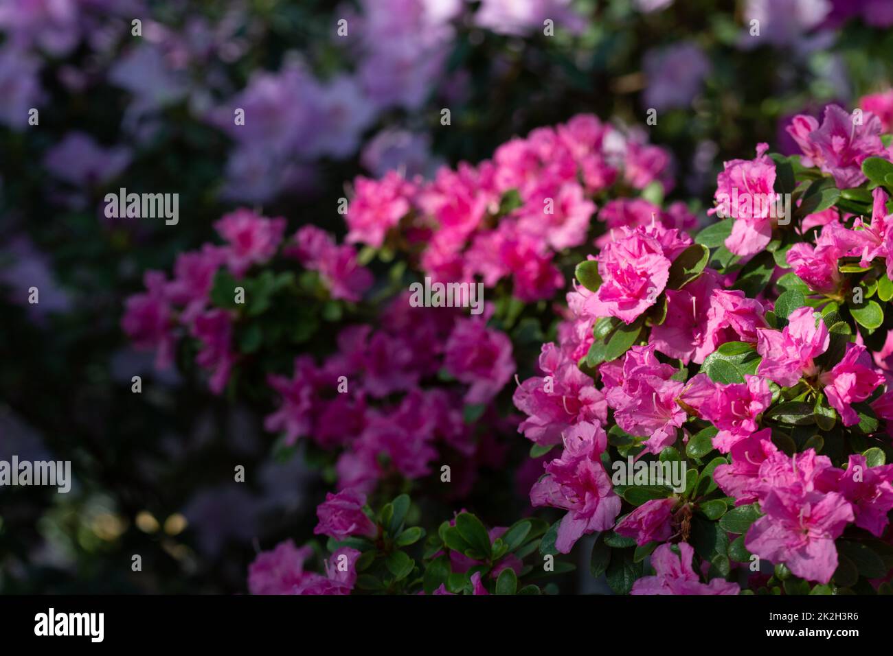 Bushes of pink selected azalea flowers in botanical garden in Kyiv, Ukraine Stock Photo