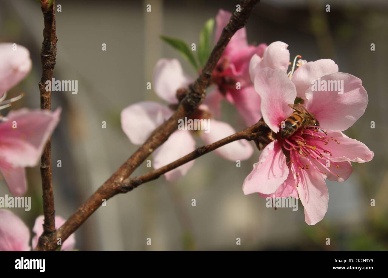 Peach Tree with Pink Blossoms and Bee Close up Stock Photo