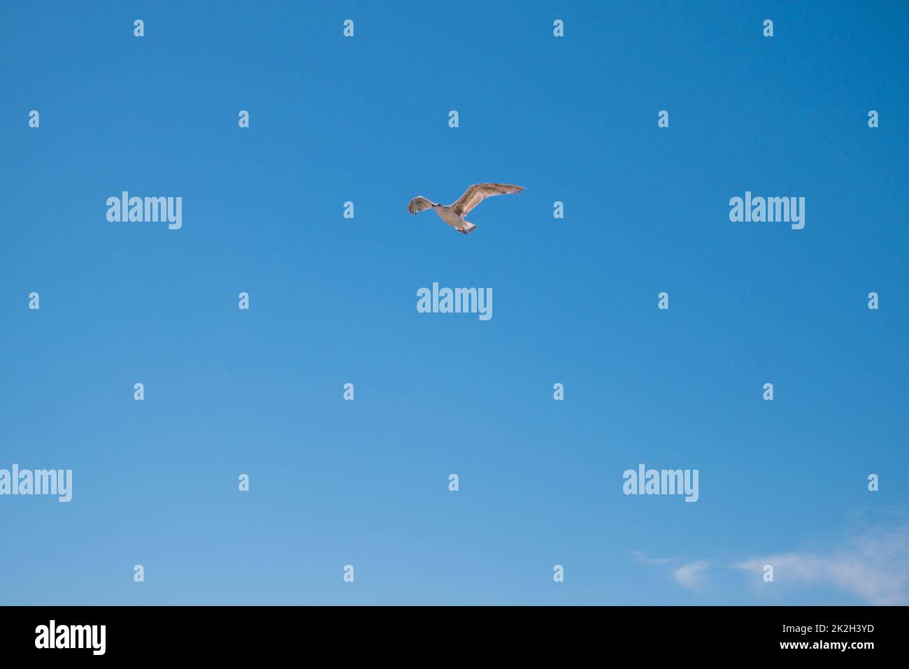 Seagull flying through vivid blue sky Stock Photo