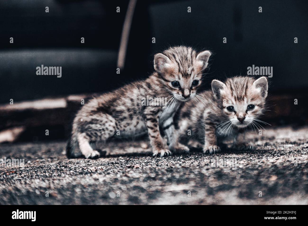 Two little cute kittens in the home Stock Photo