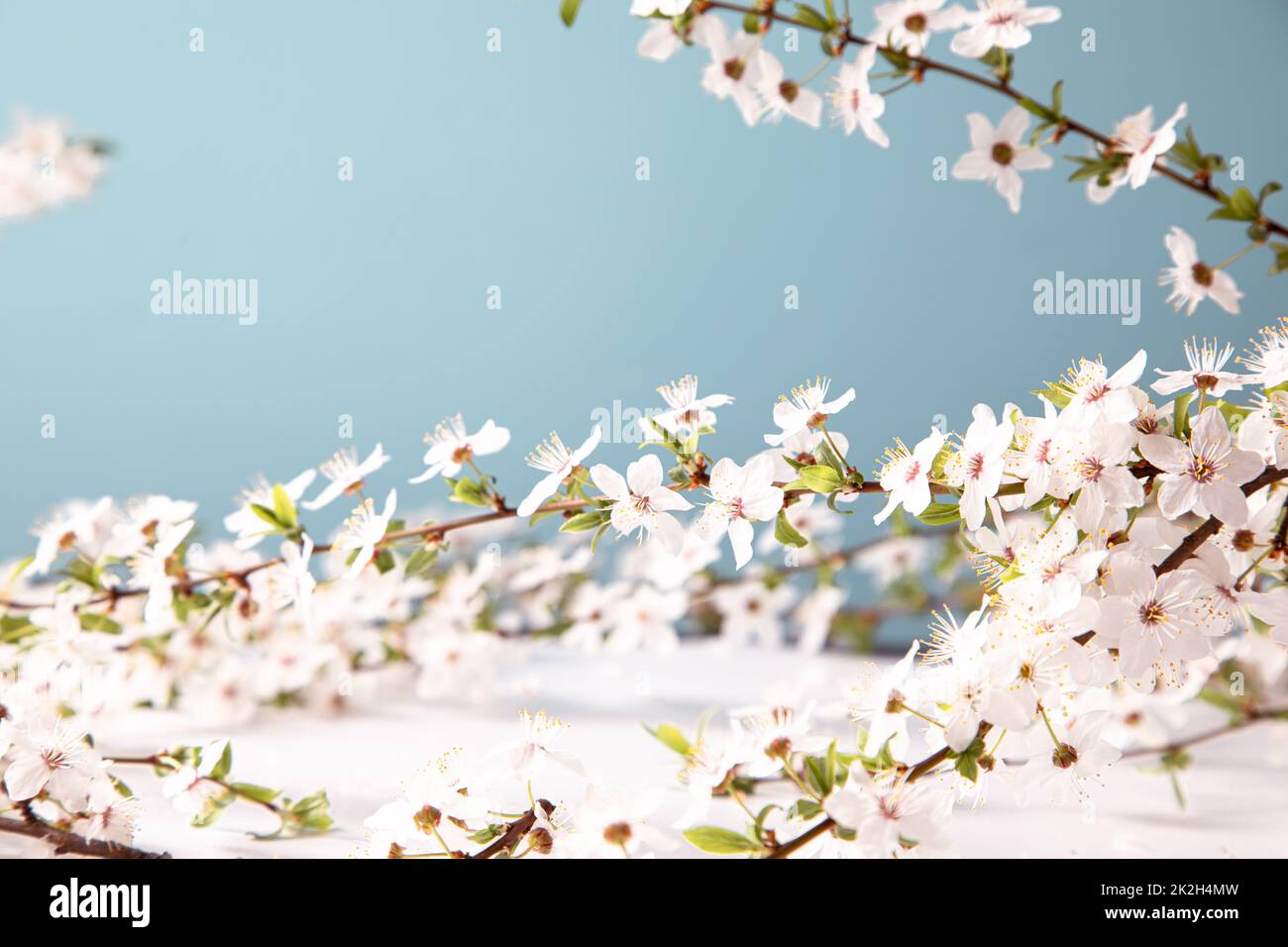 Spring background with beautiful white flowering branches. Nature ...