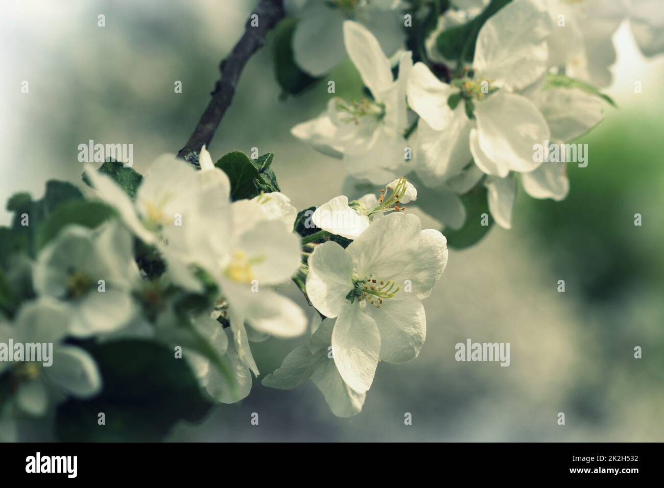 Spring blossom background. Apple flowers in bloom Stock Photo - Alamy
