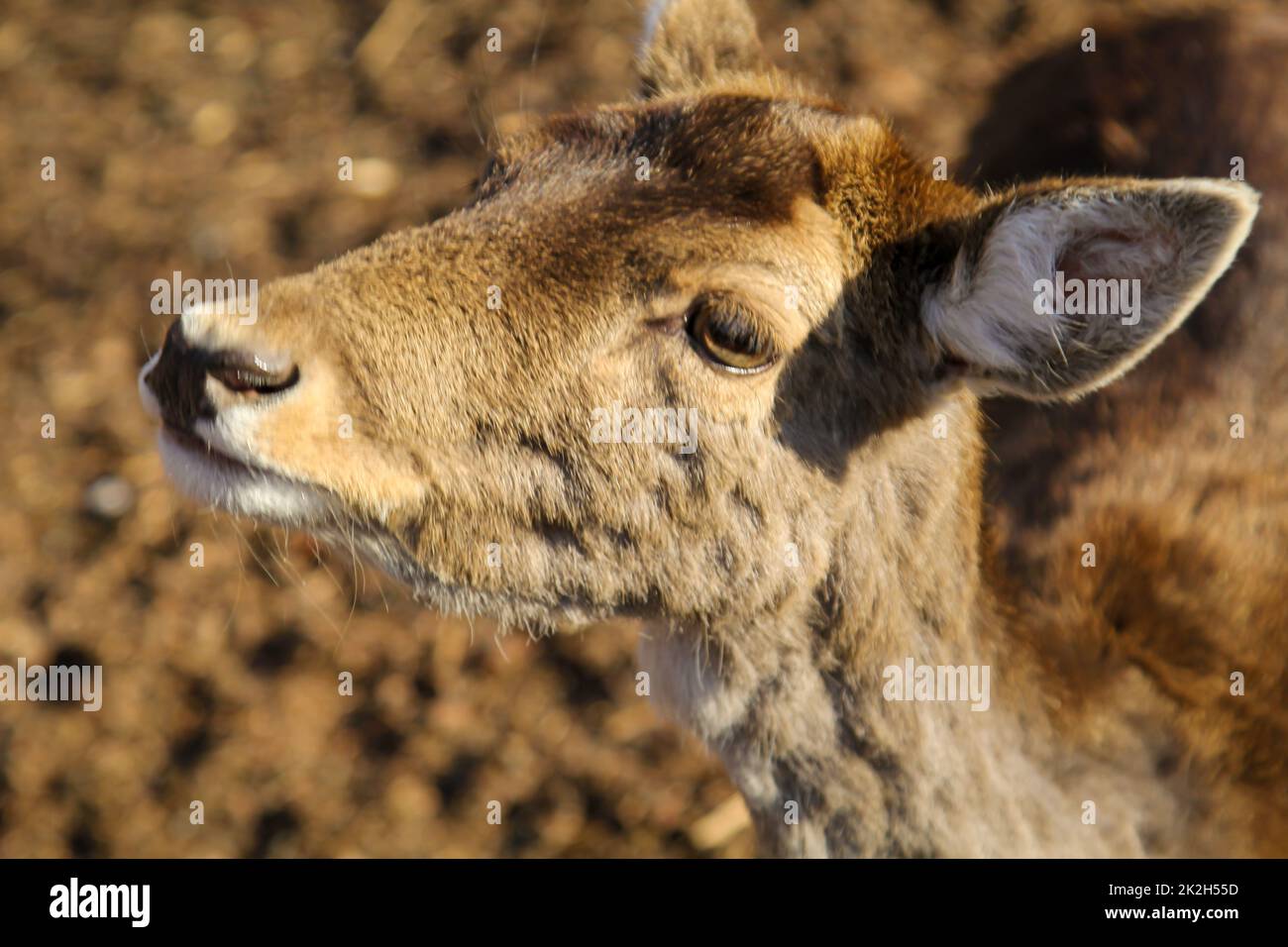 Deer, stags, cloven-hoofed animals in an enclosure. Stock Photo