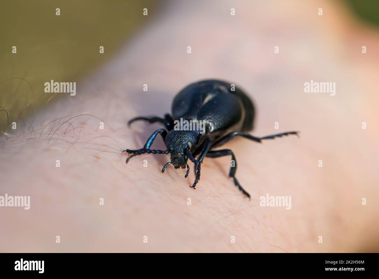 Portrait of a black blue oil beetle. These beetles are poisonous and
