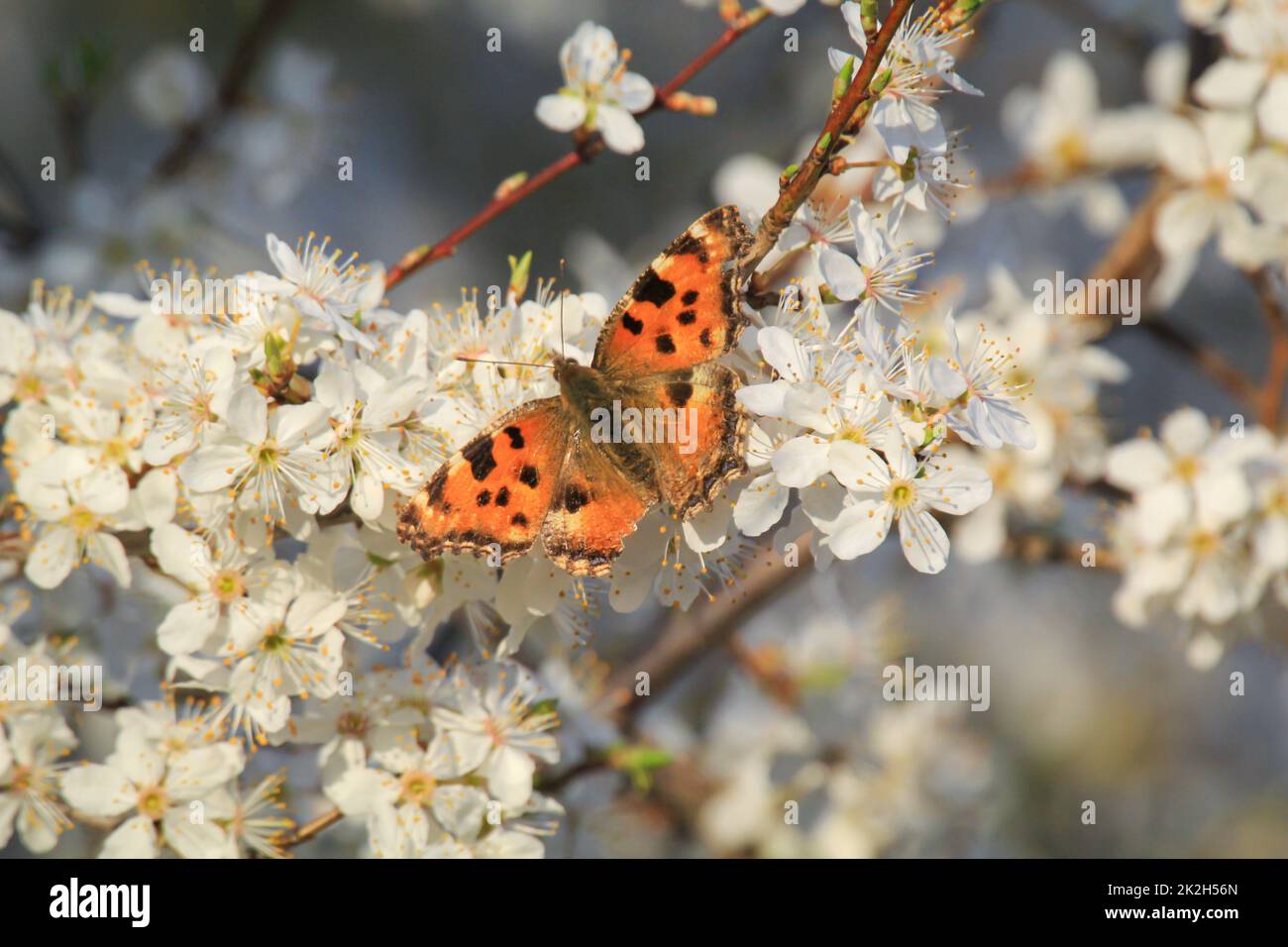 Shintai Flowers and Butterflies Shintai Flowers and Butterflies