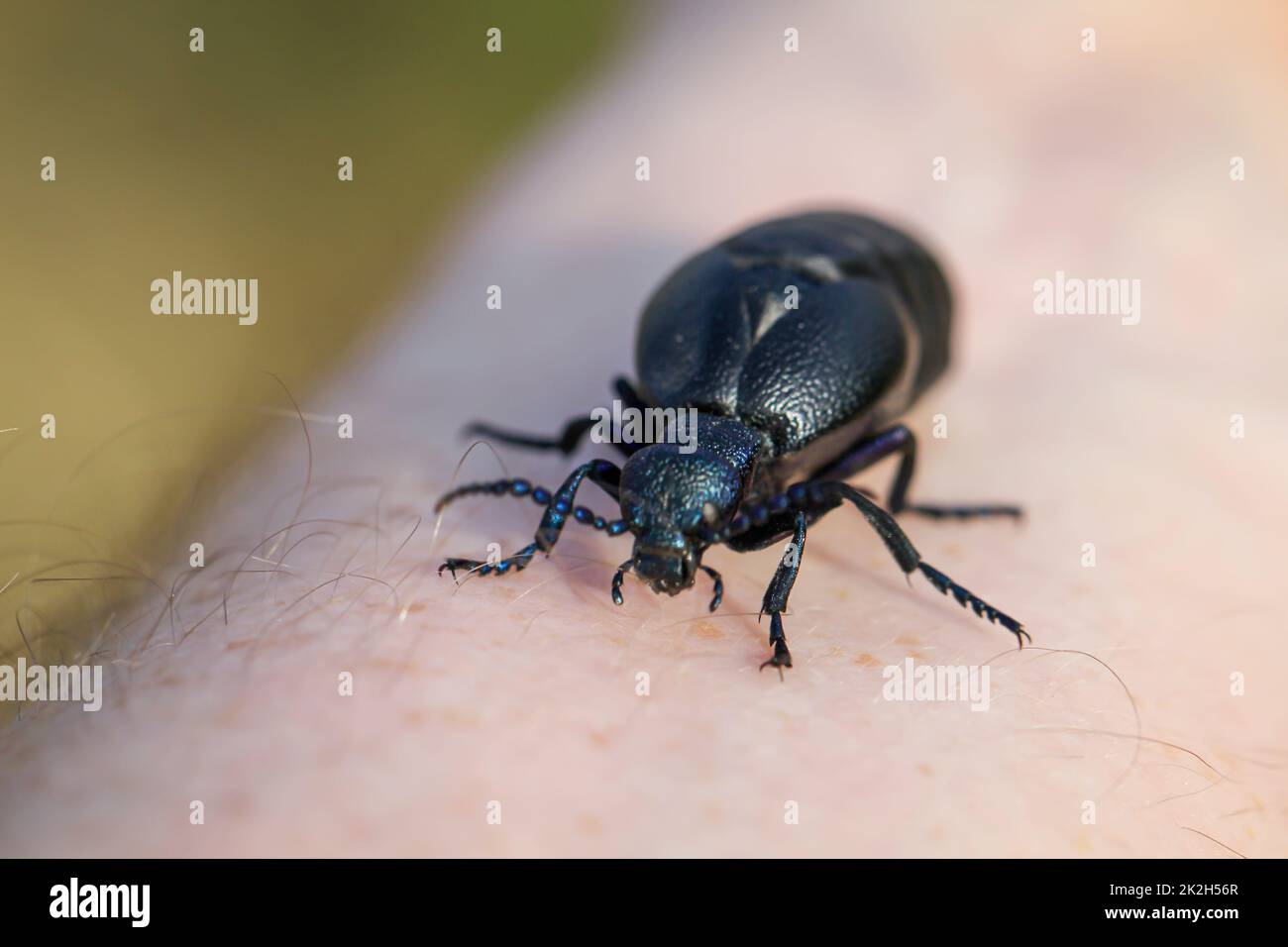 Portrait of a black blue oil beetle. These beetles are poisonous and