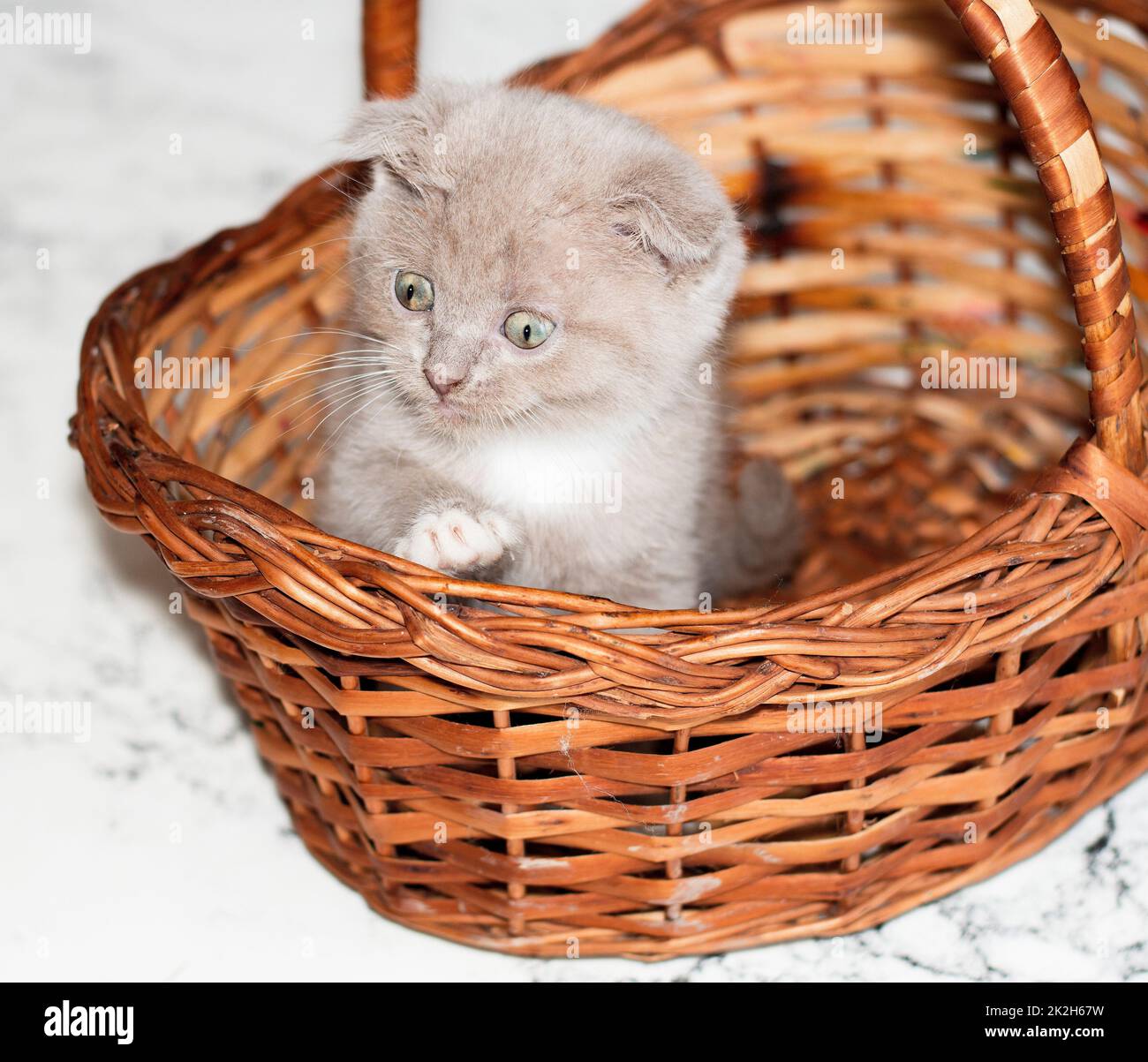 Scottish fold bicolor lilac kitten peeking out of a basket Stock Photo