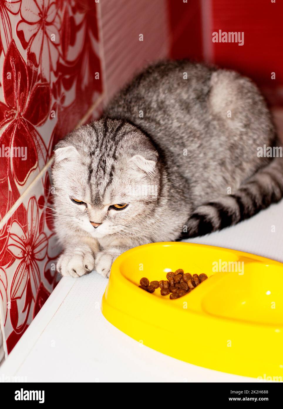 Scottish fold grey cat next to a bowl of food Stock Photo Alamy