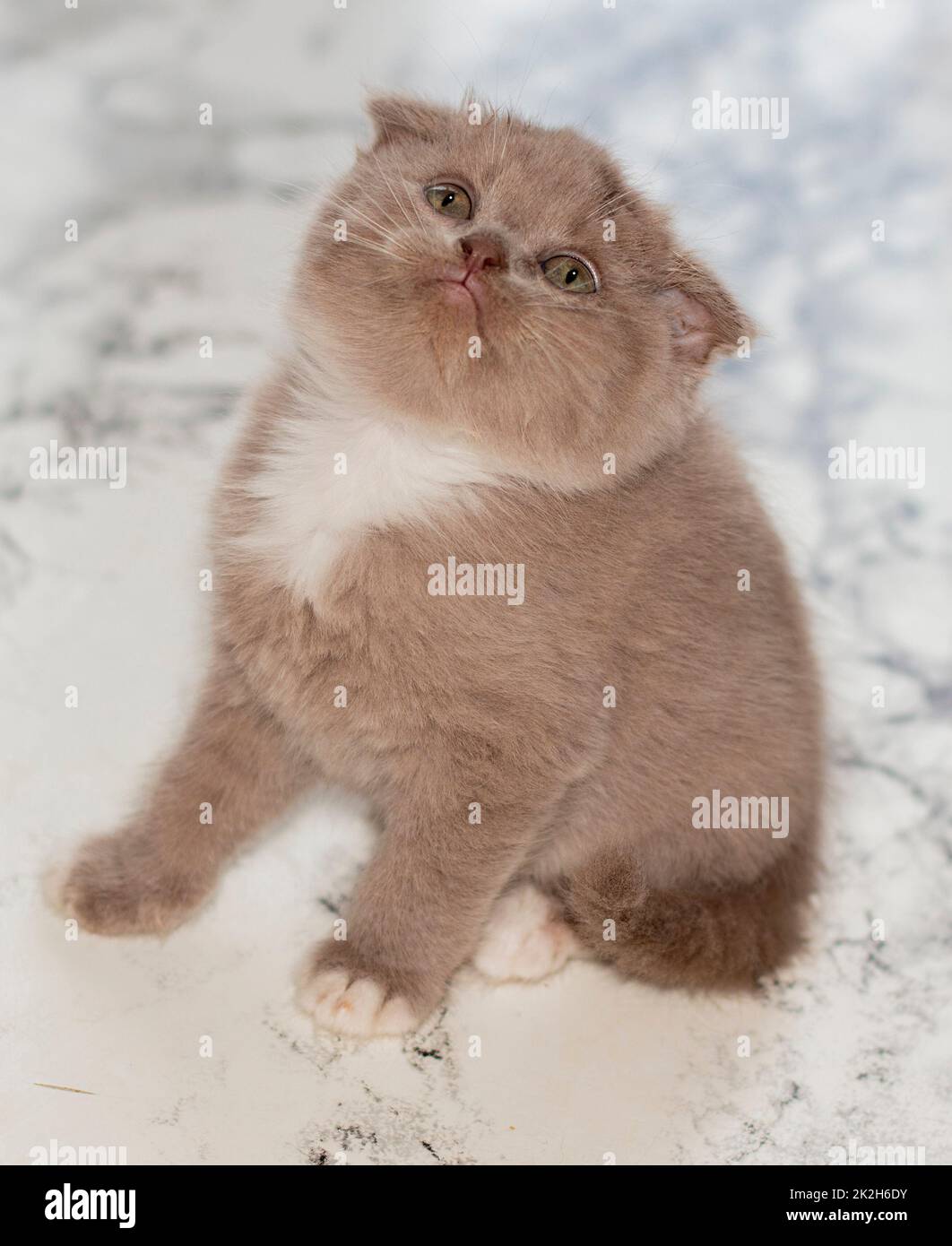 Scottish kitten sitting on a marble background Stock Photo