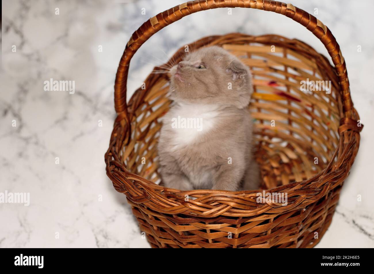 small lilac Scottish kitten in a wicker basket Stock Photo