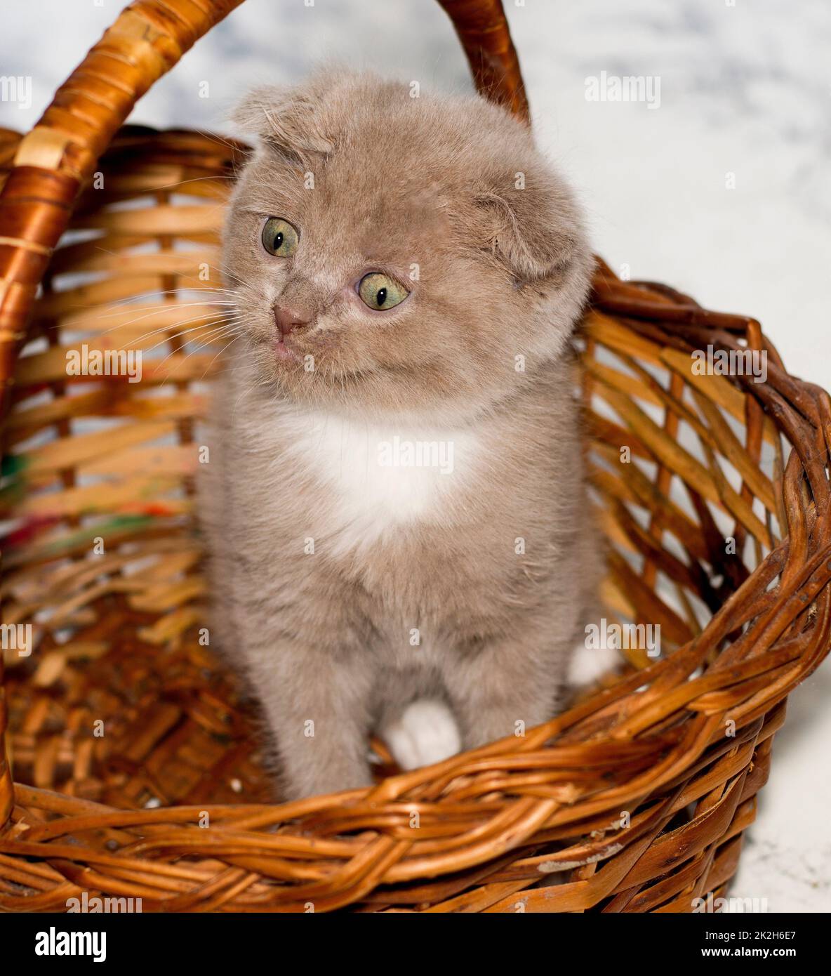 close-up fold bicolor lilac Scottish kitten sitting in a wicker basket Stock Photo