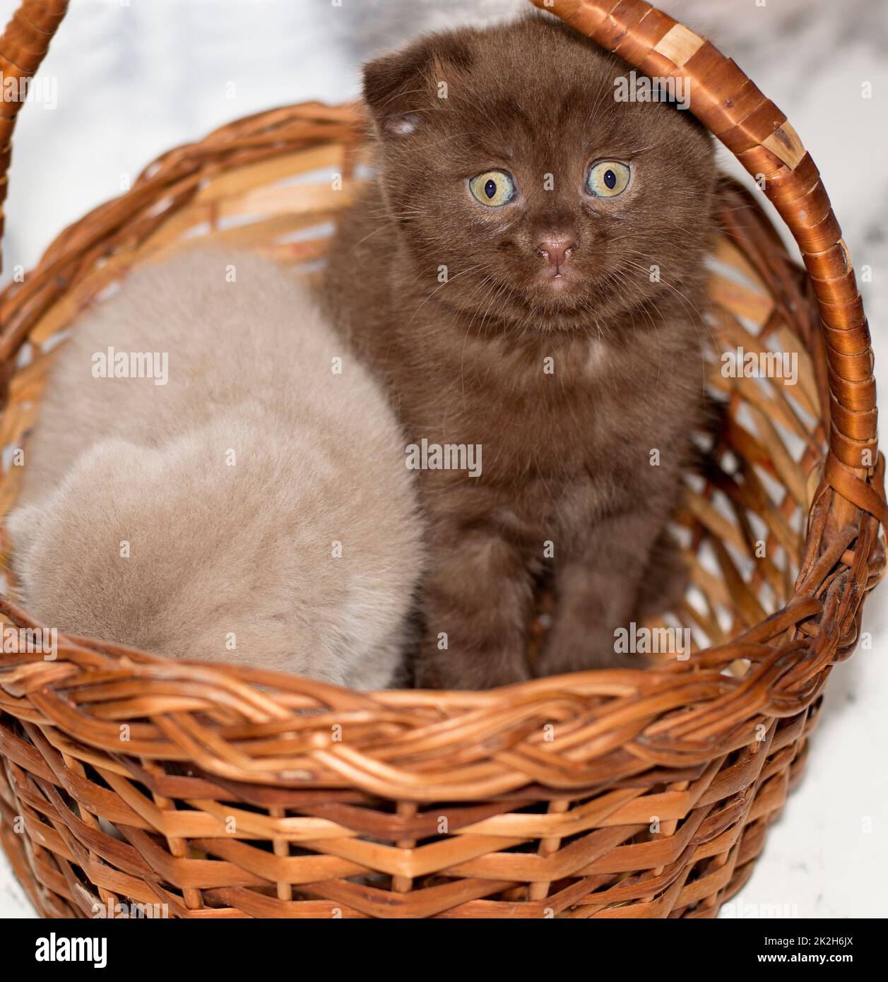 brown little Scottish fold kitten in a basket Stock Photo