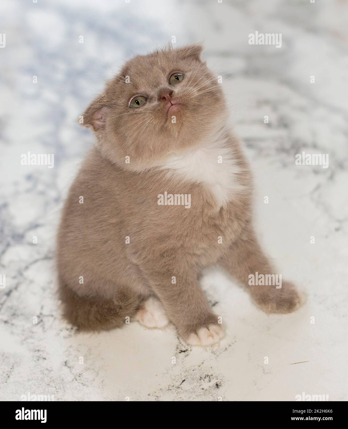 close-up Scottish lilac kitten sitting on a marble background Stock Photo