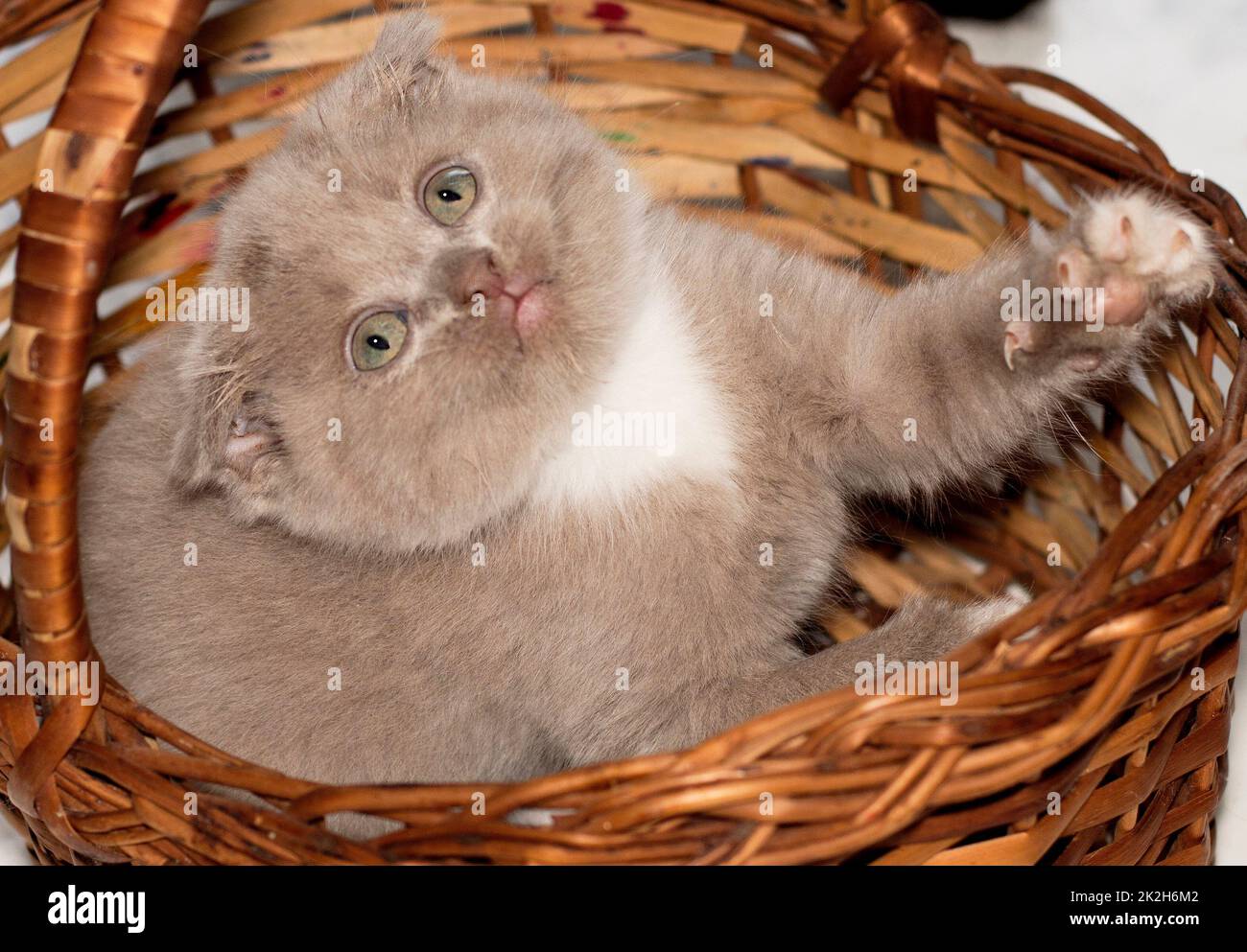 close-up Scottish fold bicolor lilac kitten in a wicker basket Stock Photo