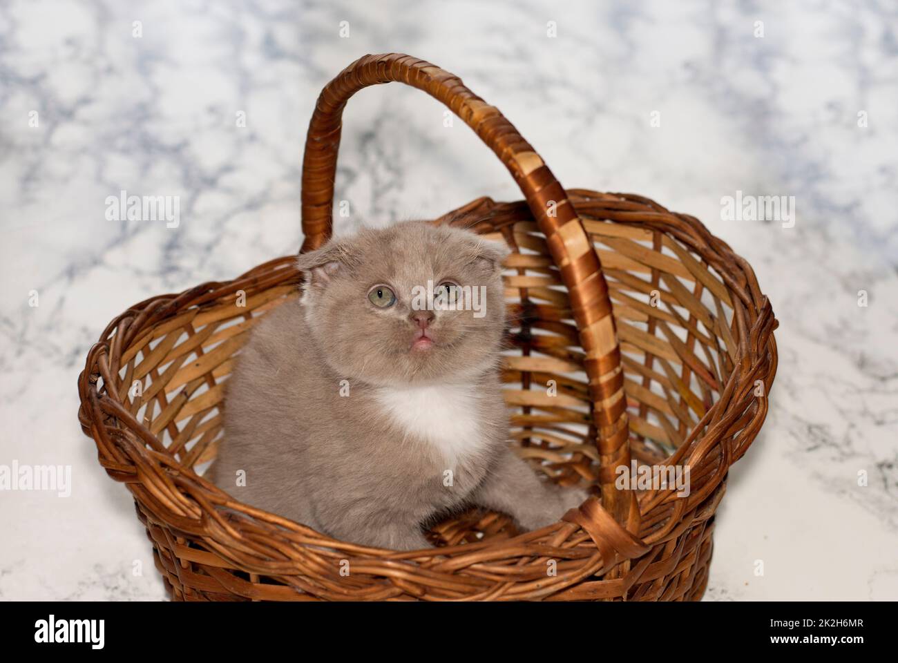 little Scottish old bicolor kitten looking out of a wicker basket Stock Photo