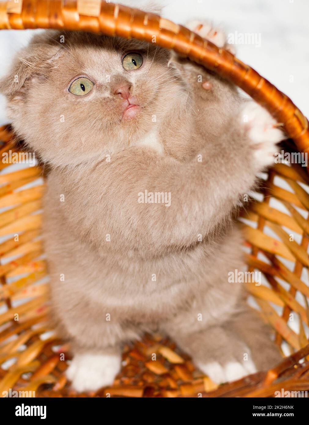 close-up playful little Scottish kitten standing in a wicker basket Stock Photo