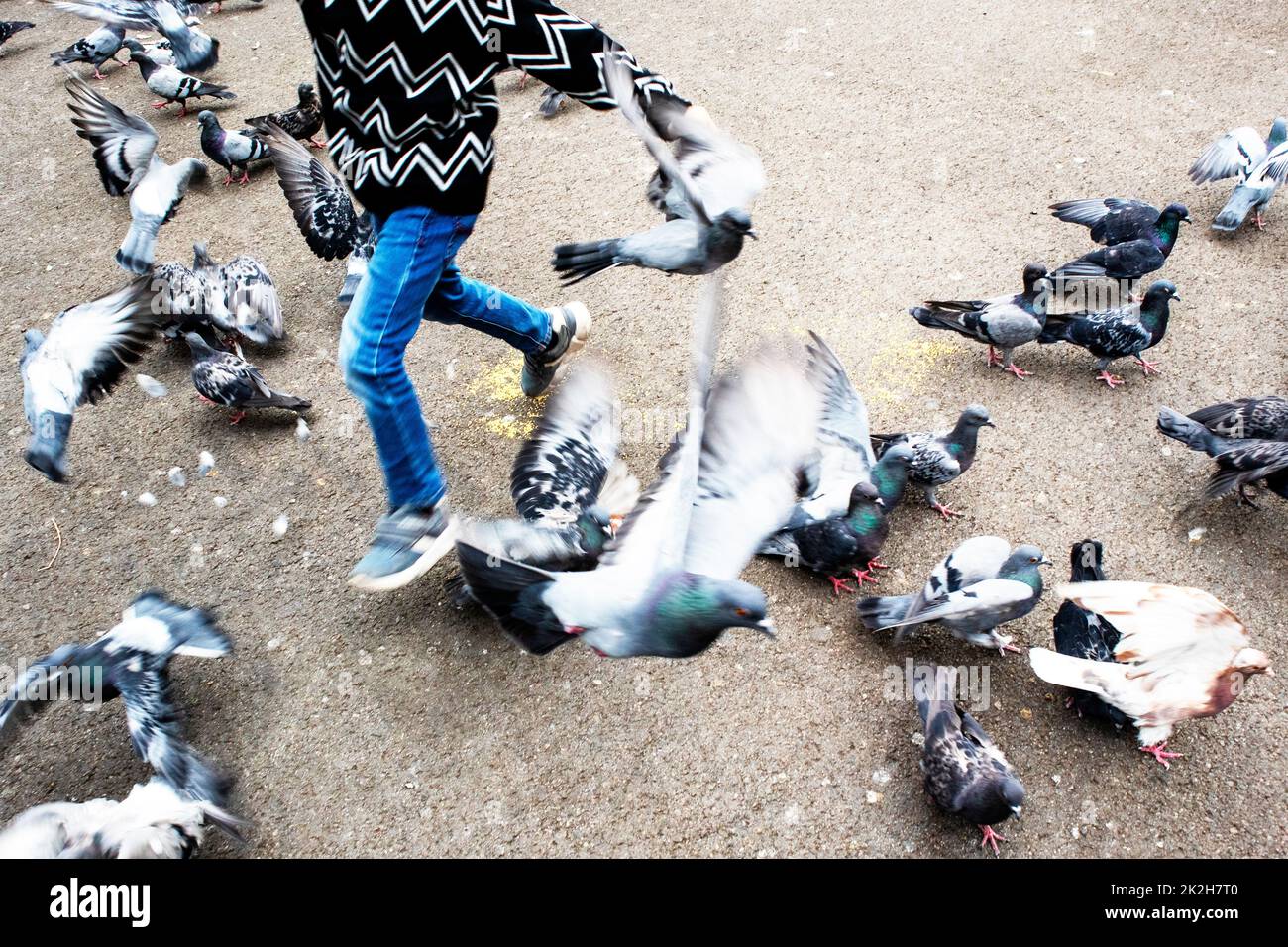 a boy runs among gray pigeons eating grits on the asphalt Stock Photo