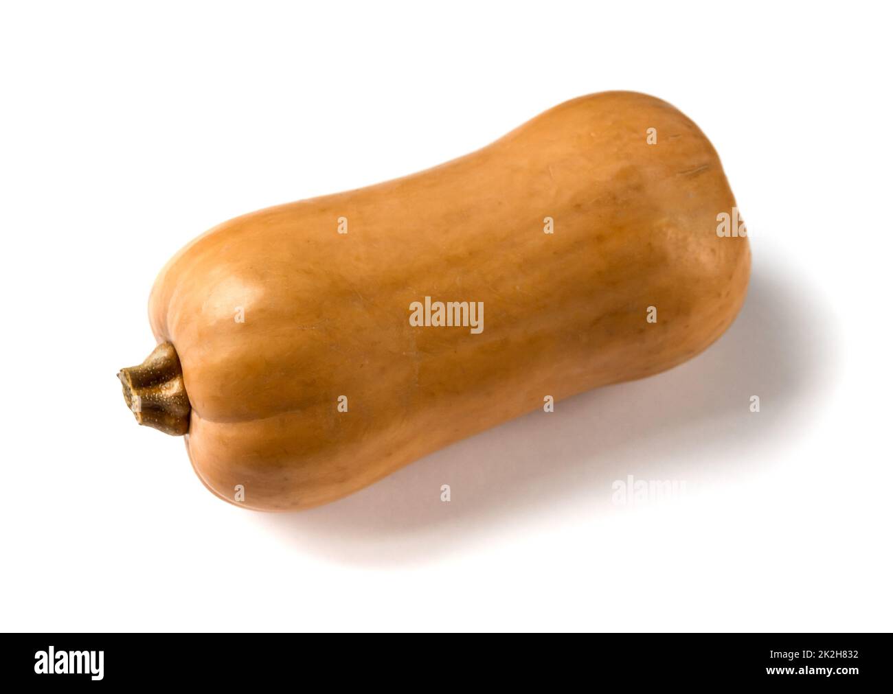 Butternut squash isolated on white background Stock Photo