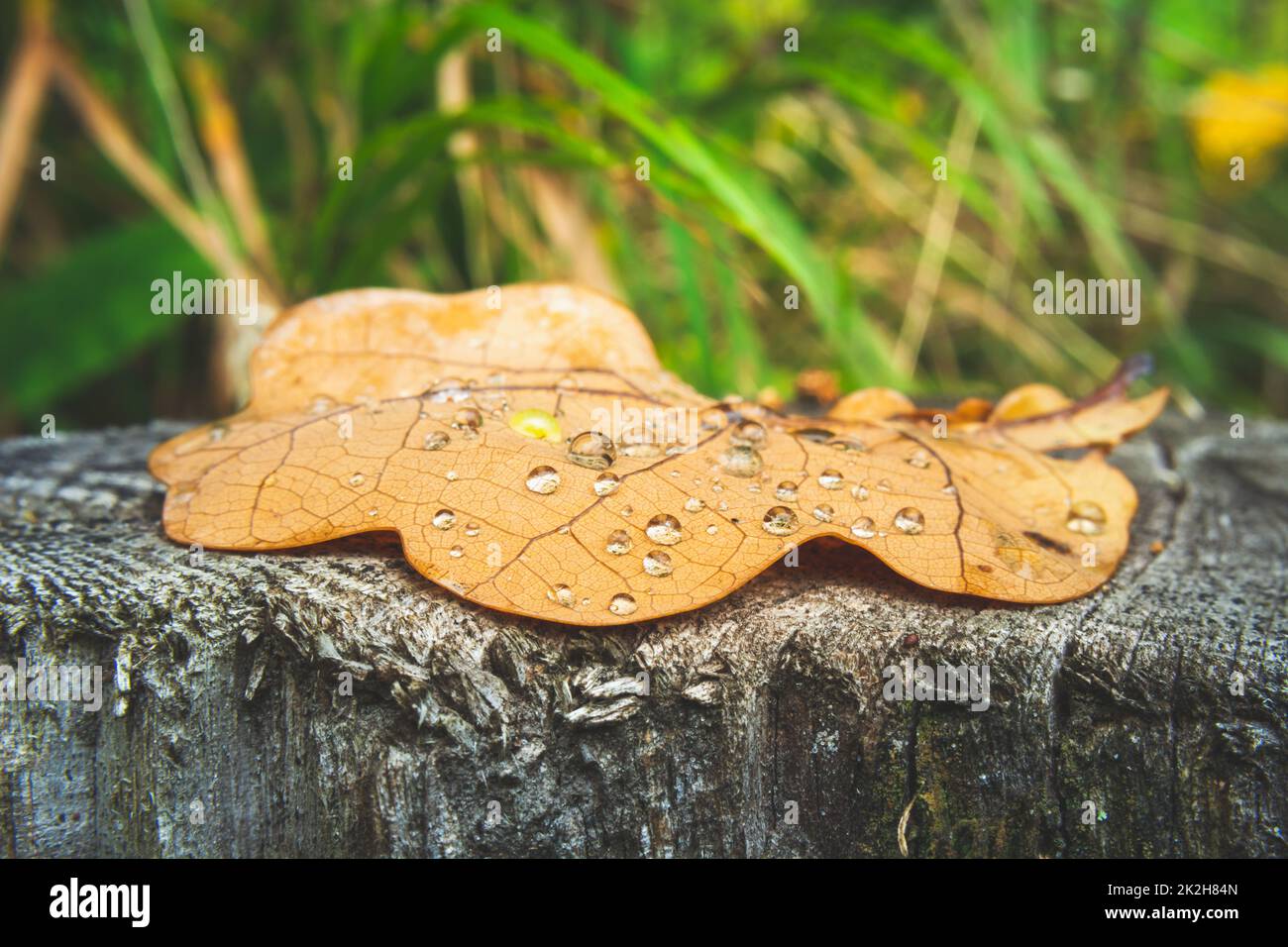 Oak leaf with water drops lying on the stump Stock Photo