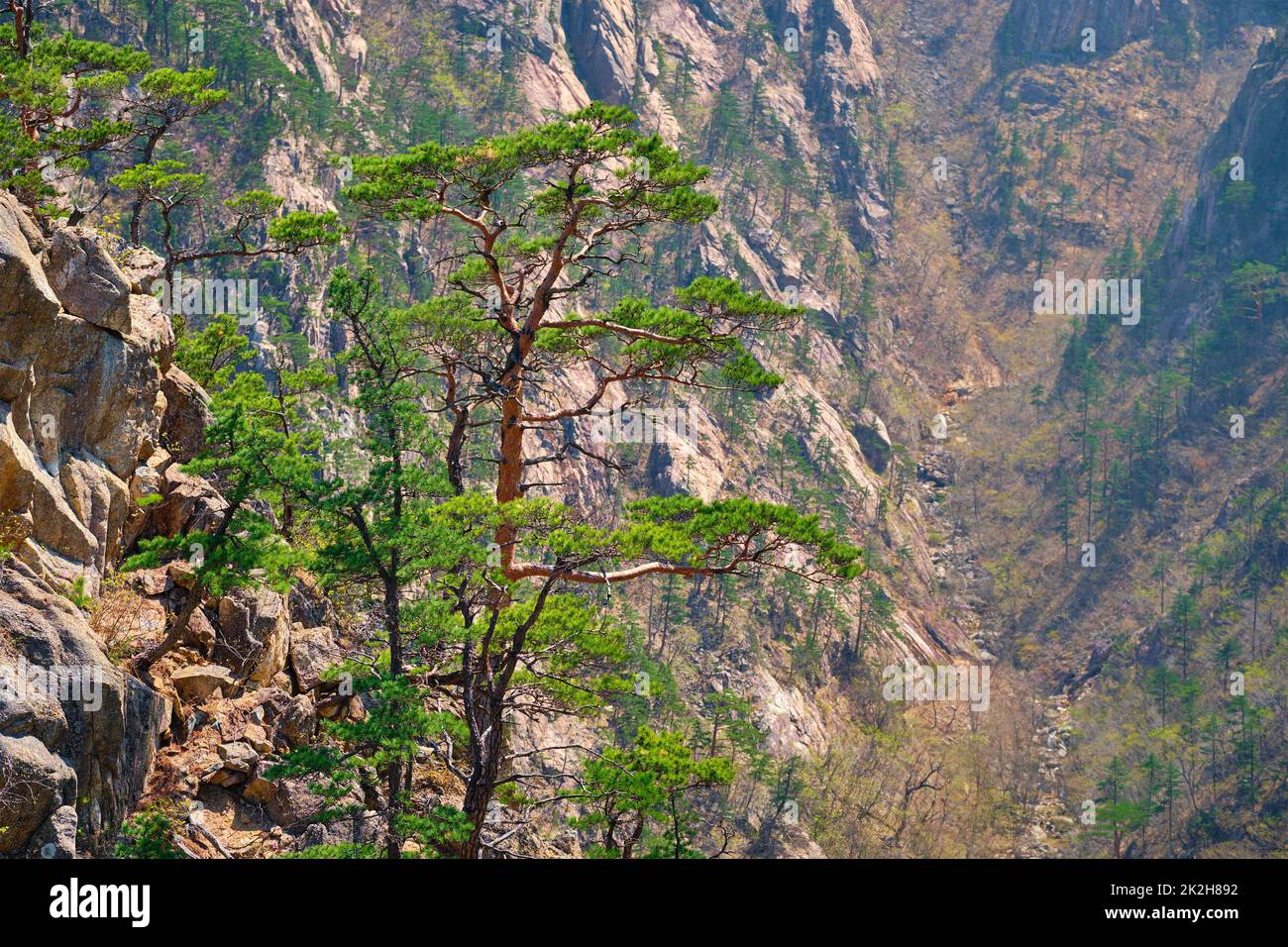 Pine tree and rock cliff , Seoraksan National Park, South Korea Stock Photo
