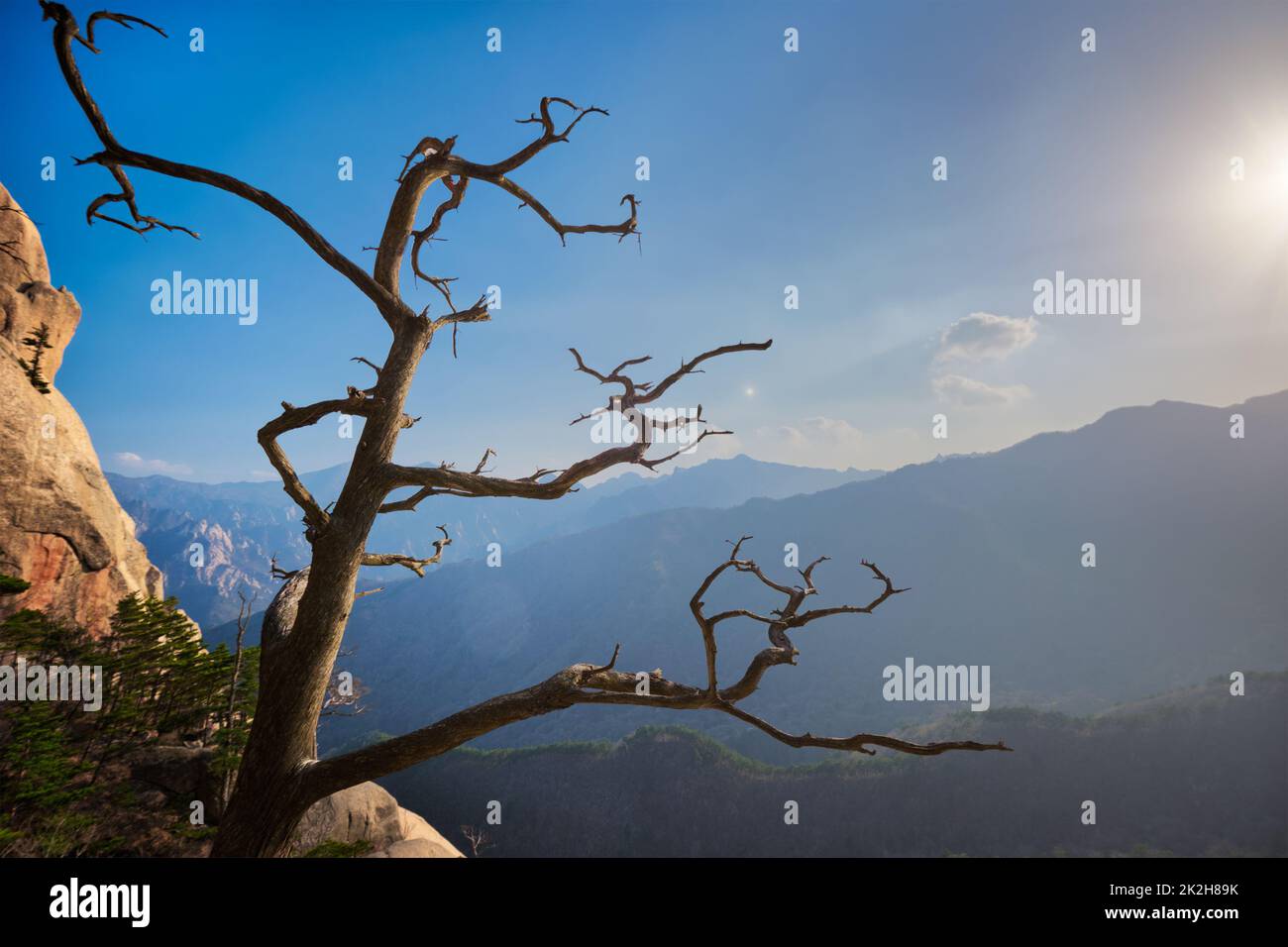 Tree in Seoraksan National Park, South Korea Stock Photo Alamy