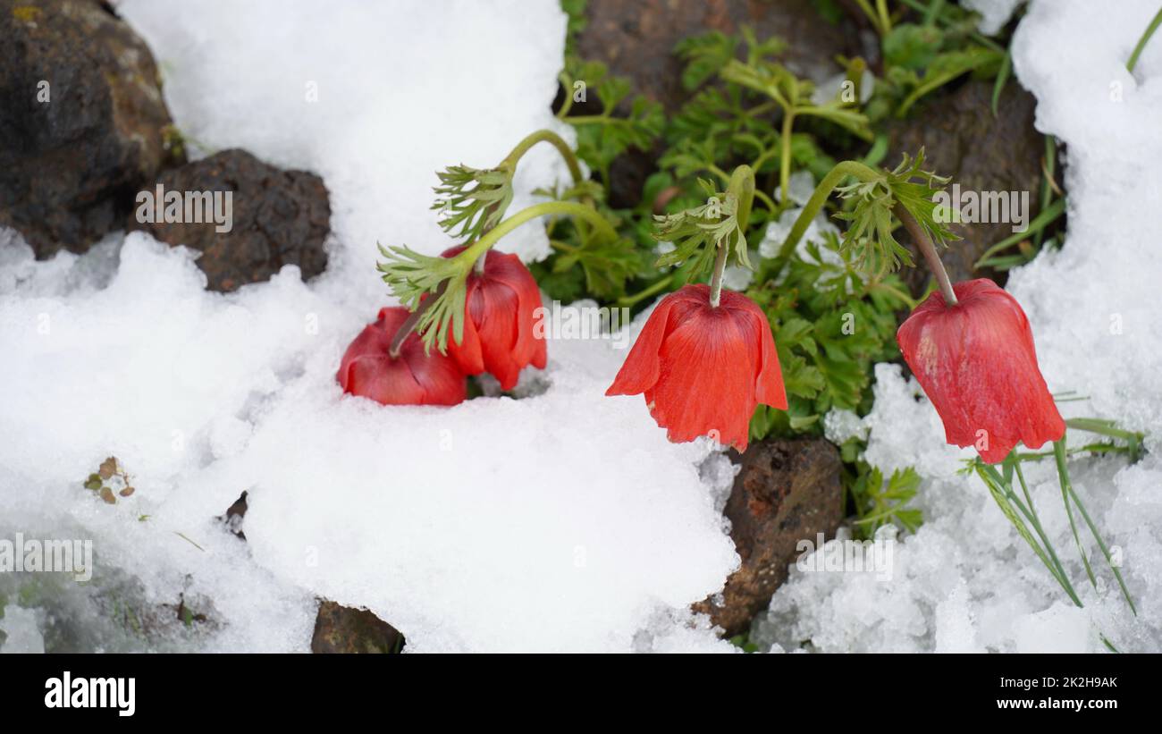 Flowers and snow. Unexpectedly  snow covered blooming flowers, north of Israel Stock Photo