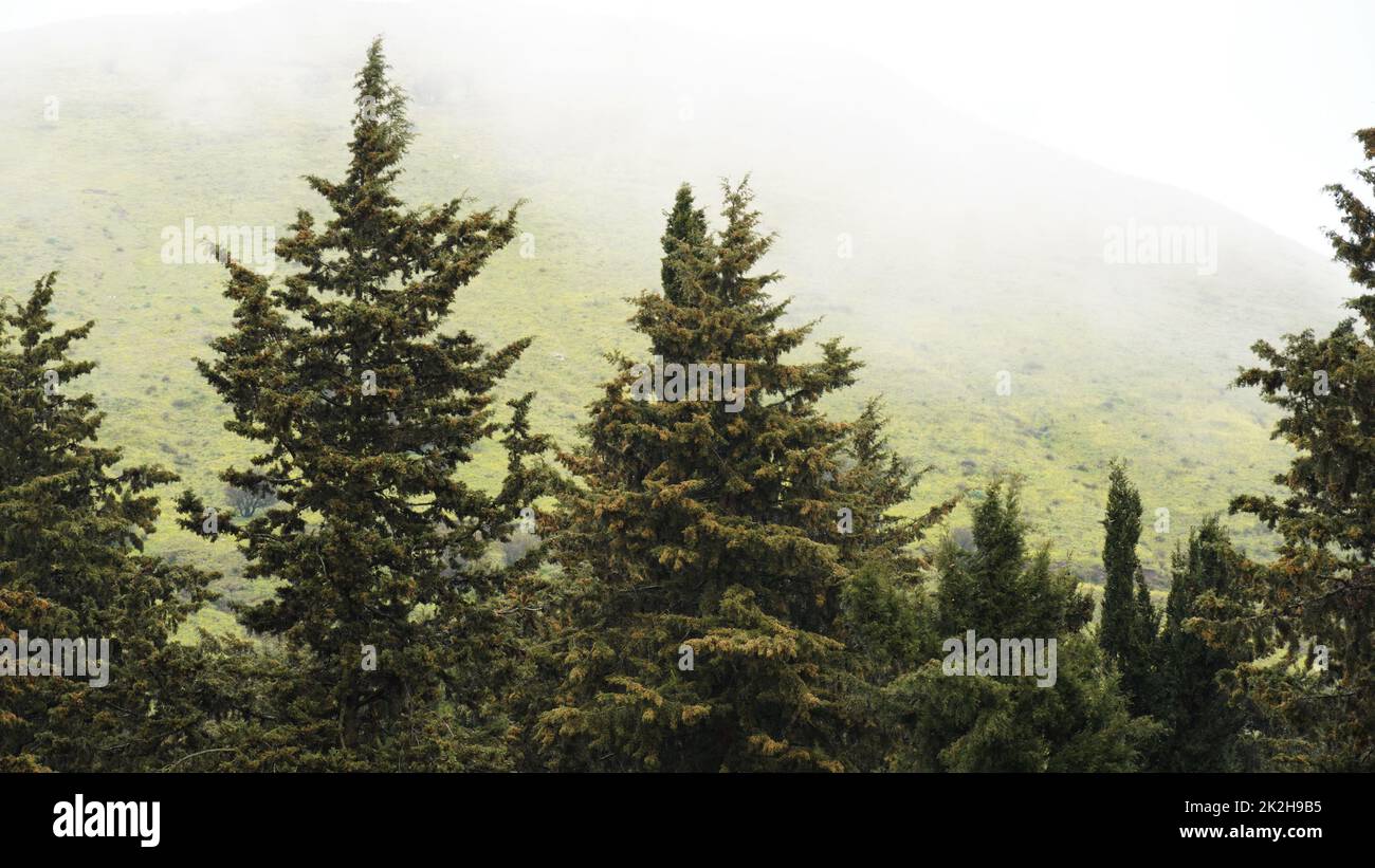 Fog in the forest of pine trees in the Golan Heights. Misty fog in pine forest on mountain slopes. Israel Stock Photo