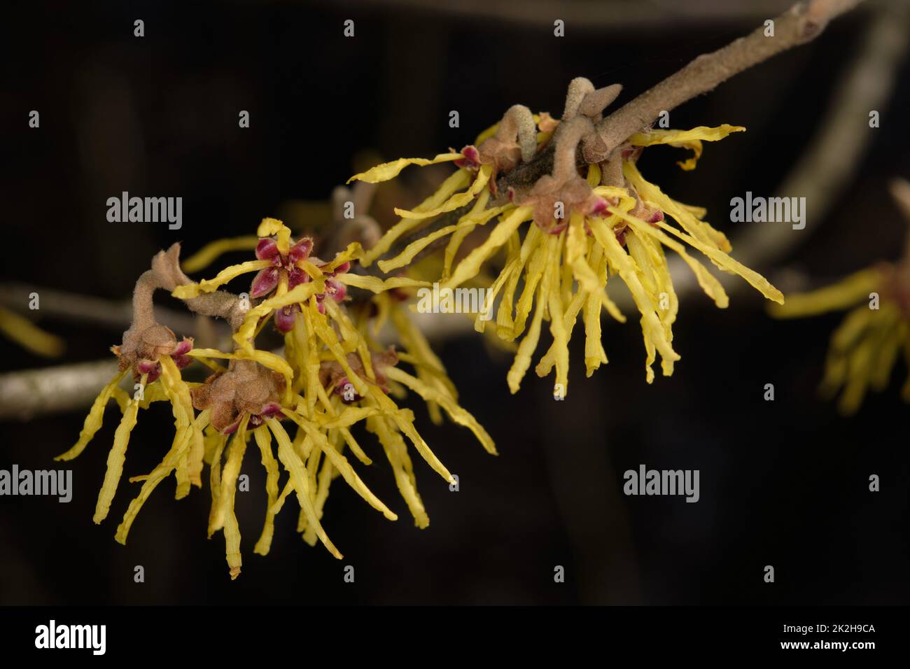 Witch hazel(Hamamelis virginiana) flowering Stock Photo Alamy