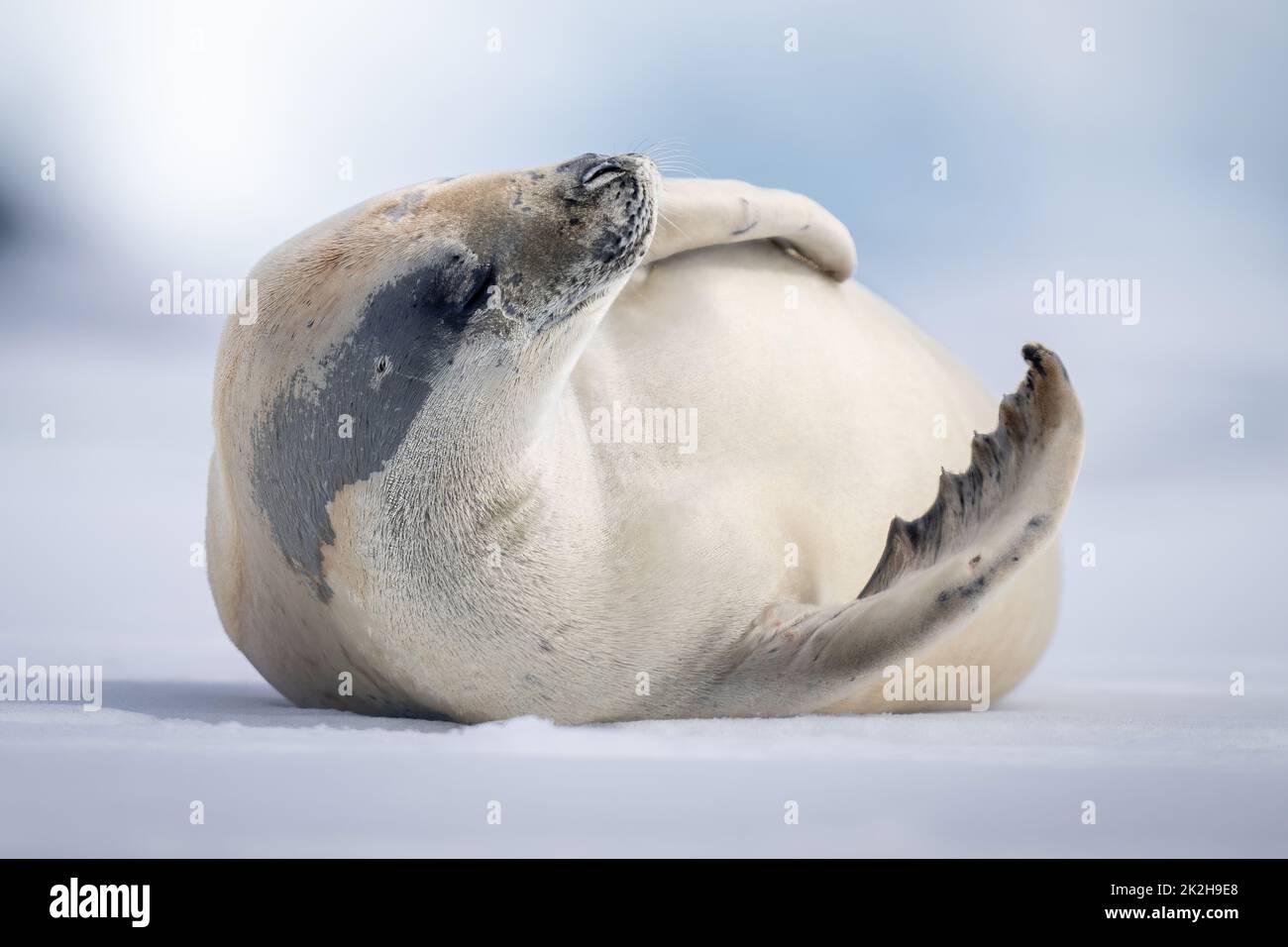 Crabeater seal lies lifting head on ice Stock Photo