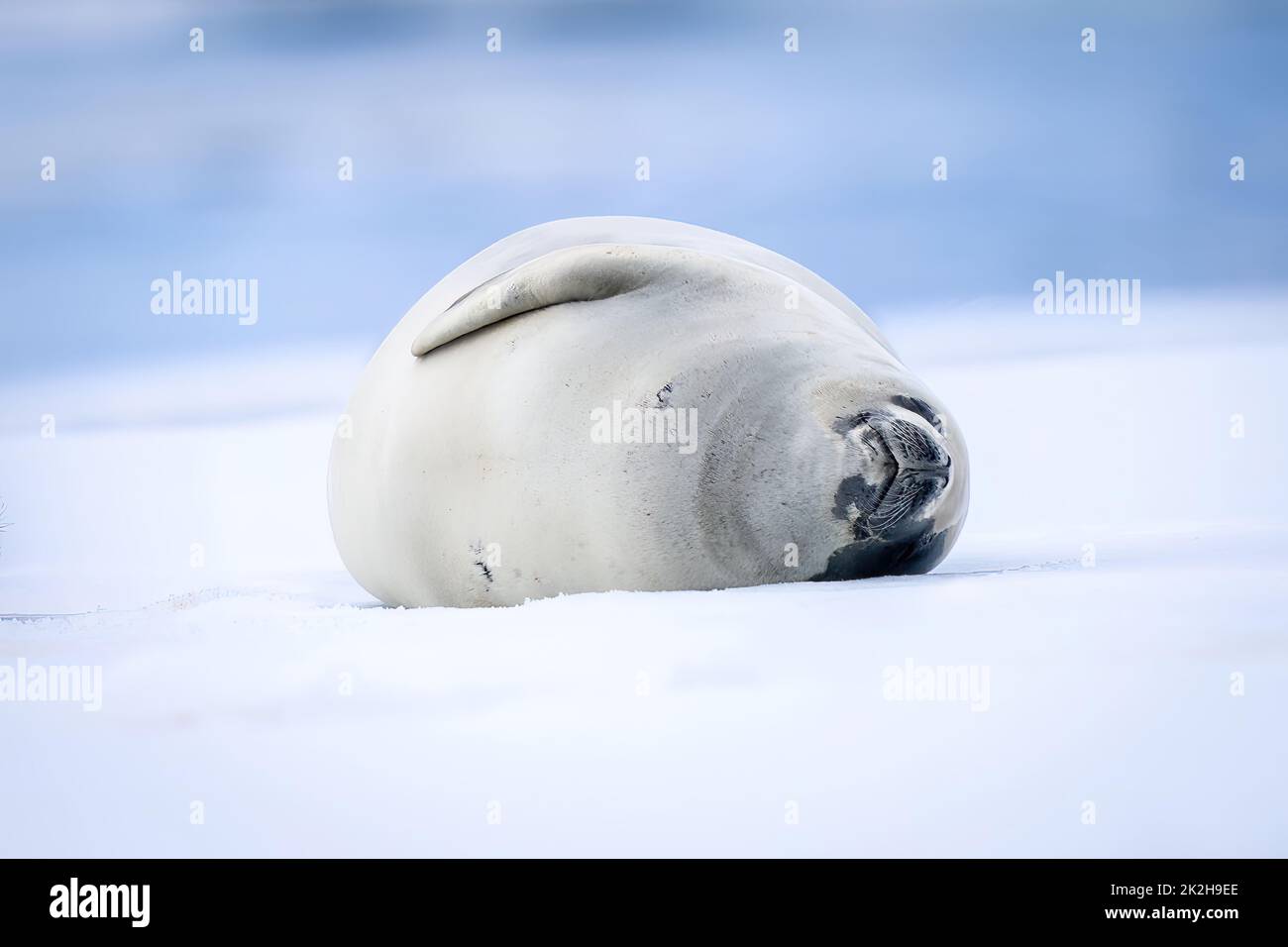 Crabeater seal sleeps on side on iceberg Stock Photo