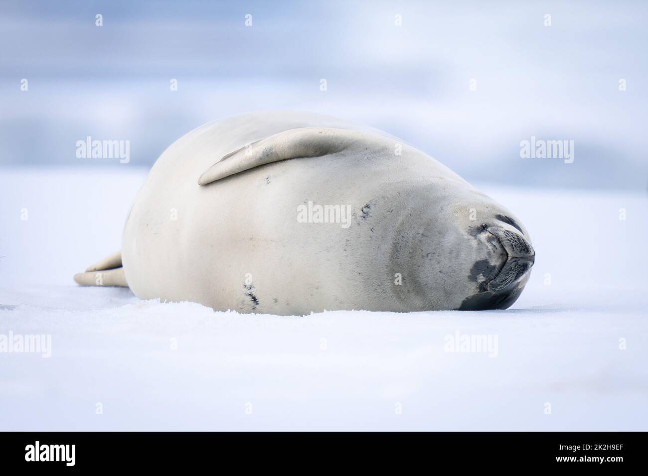 Crabeater seal sleeps on side on ice Stock Photo