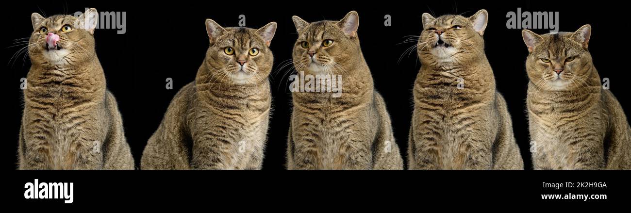 Adult purebred Scottish straight cat sits on a black background. Animal with different emotions, funny, sad, angry and curious Stock Photo