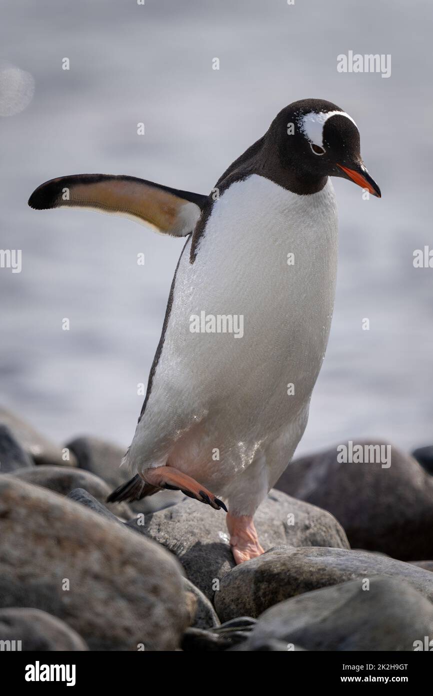 Gentoo penguin crosses shingle with flipper extended Stock Photo