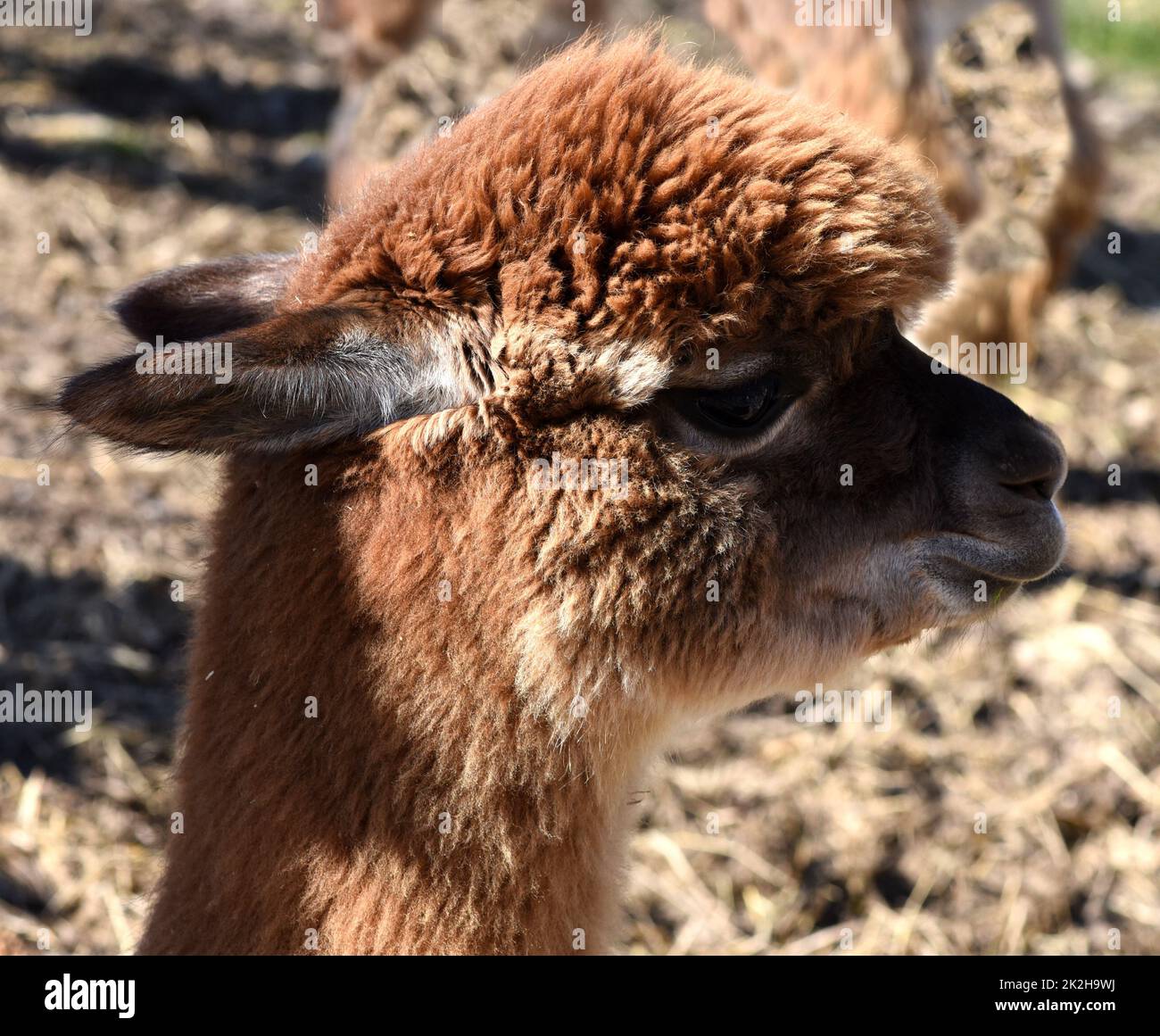 Lama glama,Alpaca Stock Photo