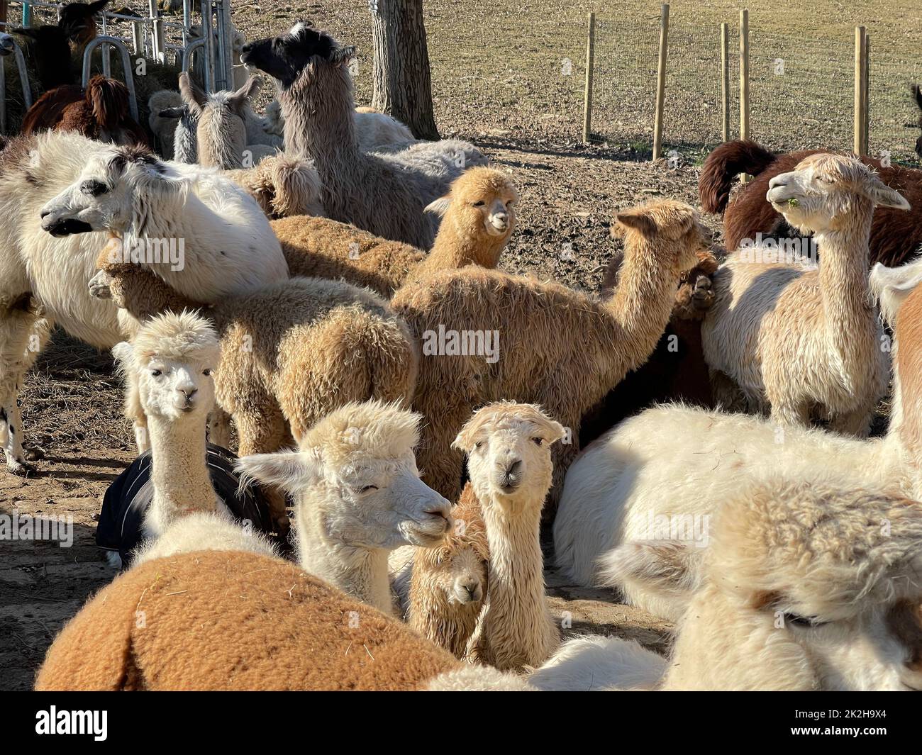 Lama glama,Alpaca Stock Photo