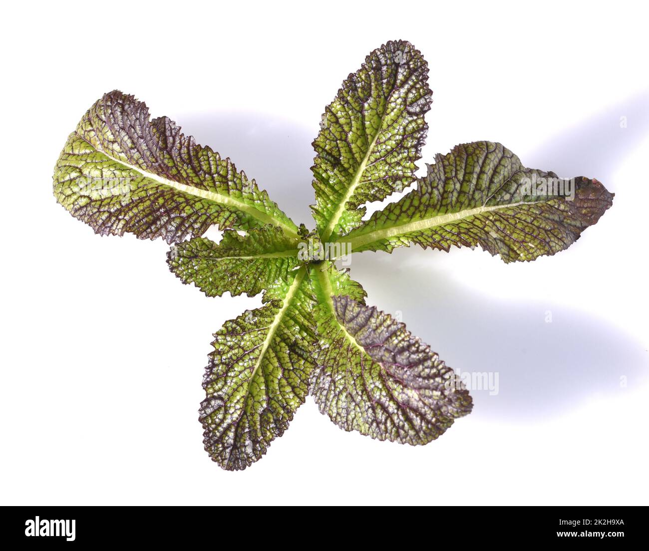 Asian Salad,Green Boy Stock Photo