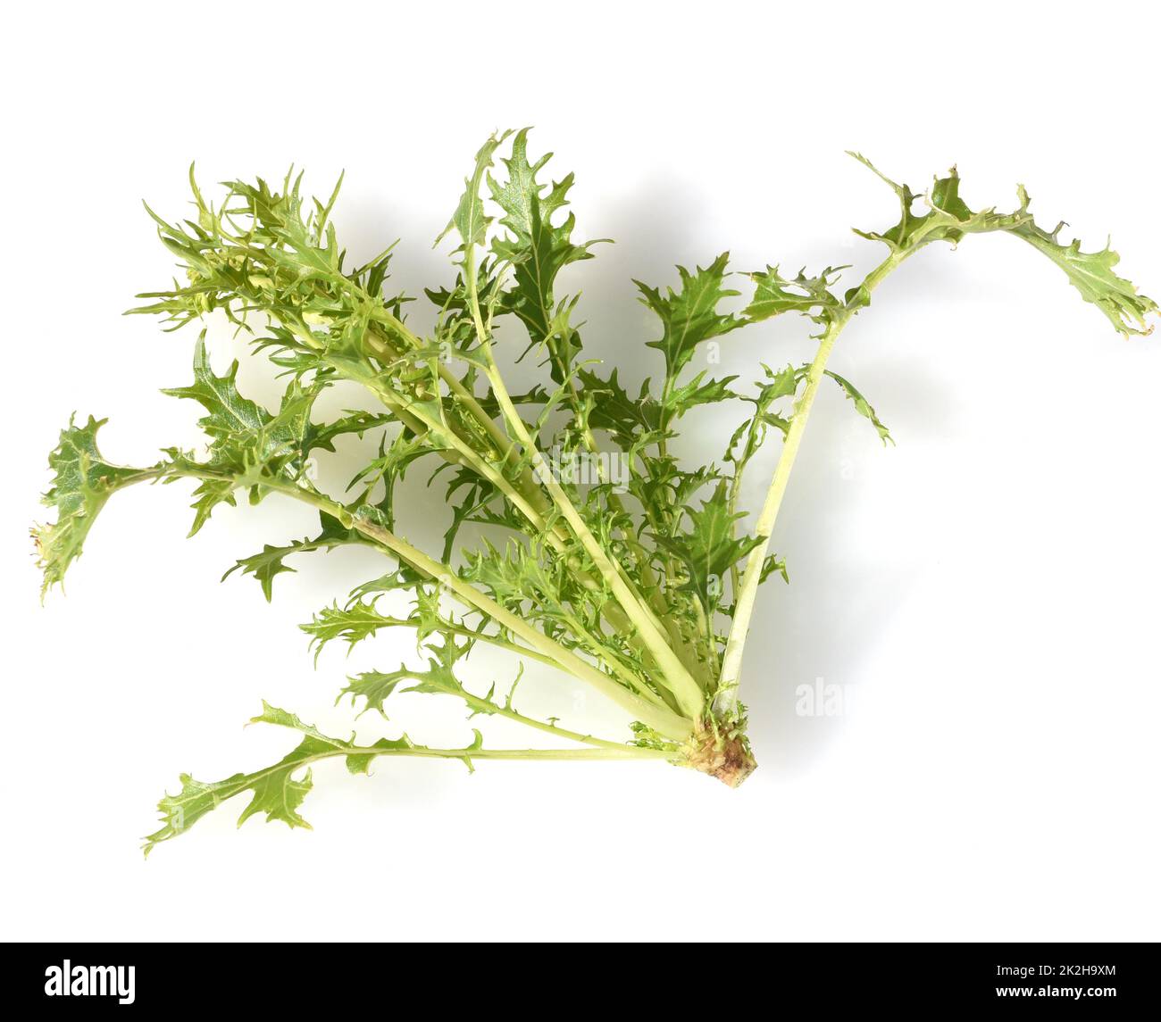 Asian salad,mizuna Stock Photo