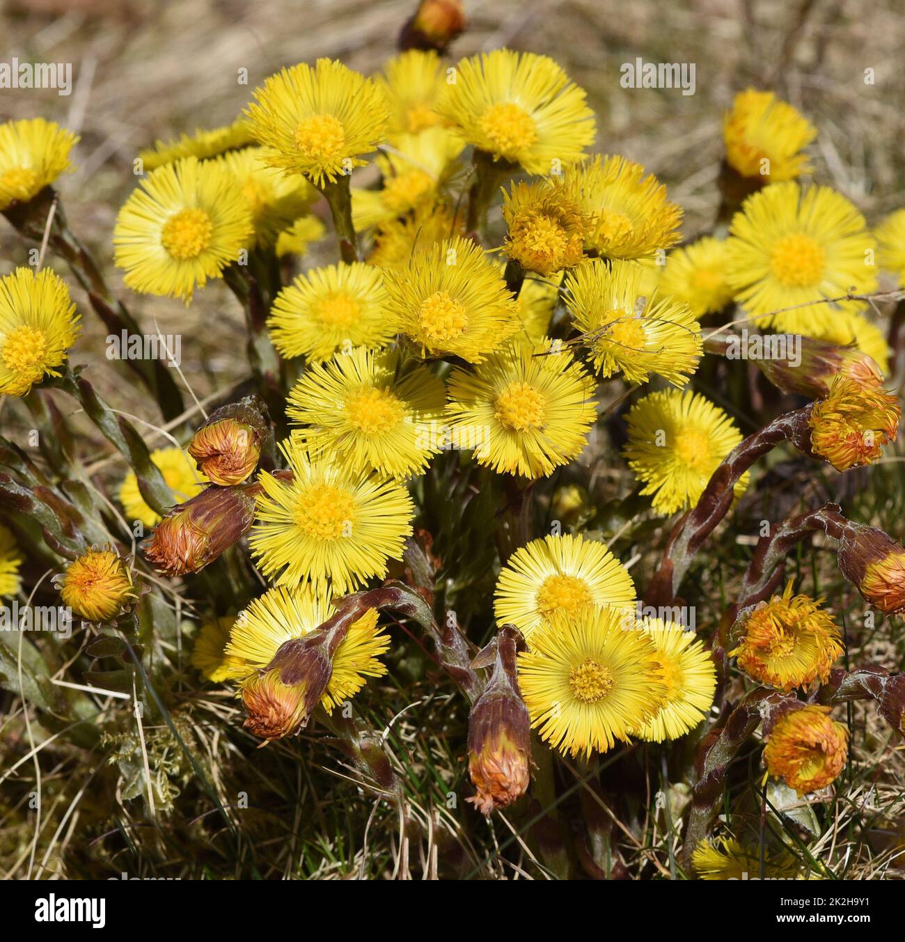 Huflattich, Tussilago Farfara und eine Heilpflanze mit gelben Bleuten. Sie kommt wild vor und wird auch in der Medizin verwendet. Coltsfoot, Tussilago Stock Photo